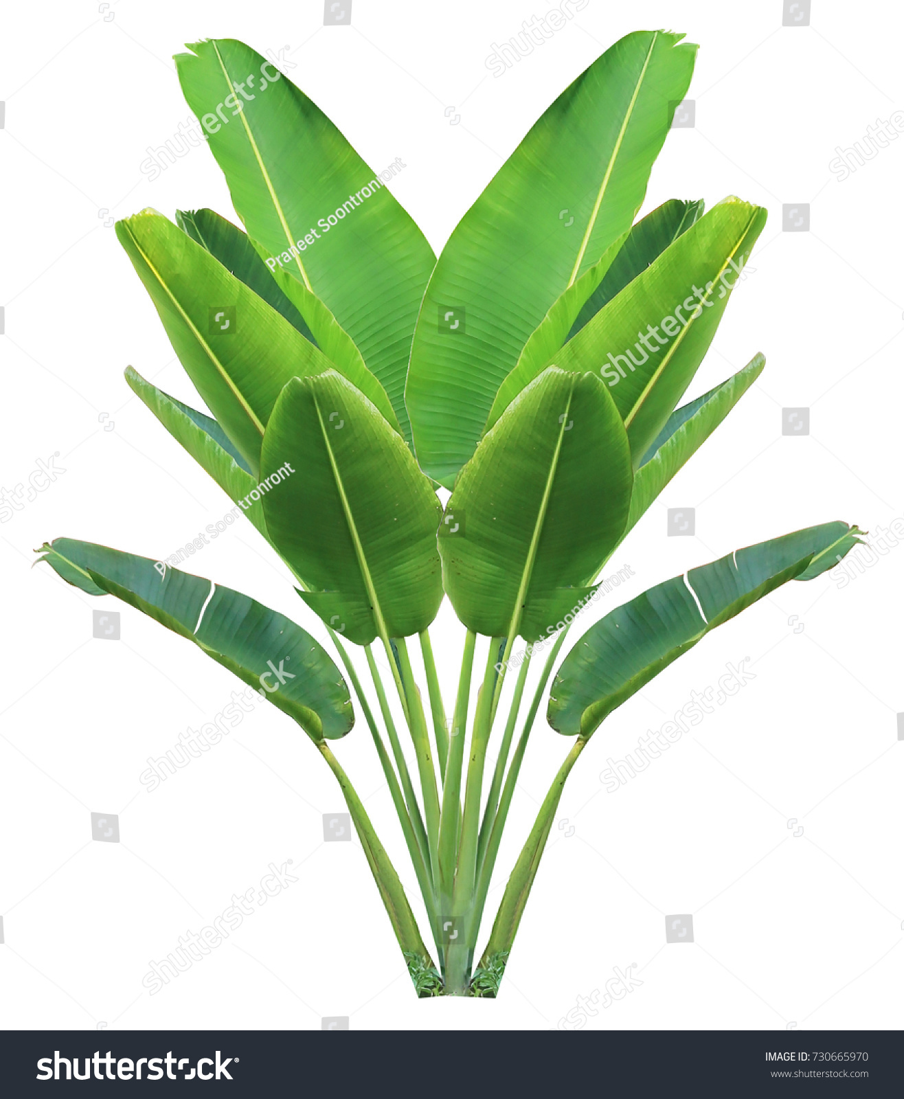 banana leaf on isolate and white background and clipping path #730665970