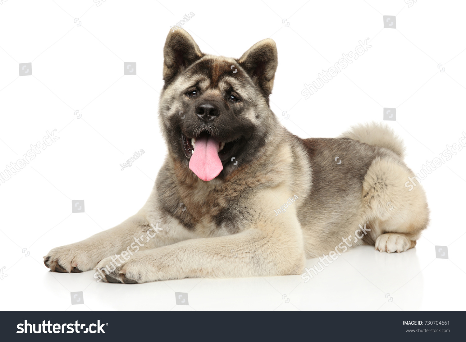 American Akita lying down in front of white background #730704661