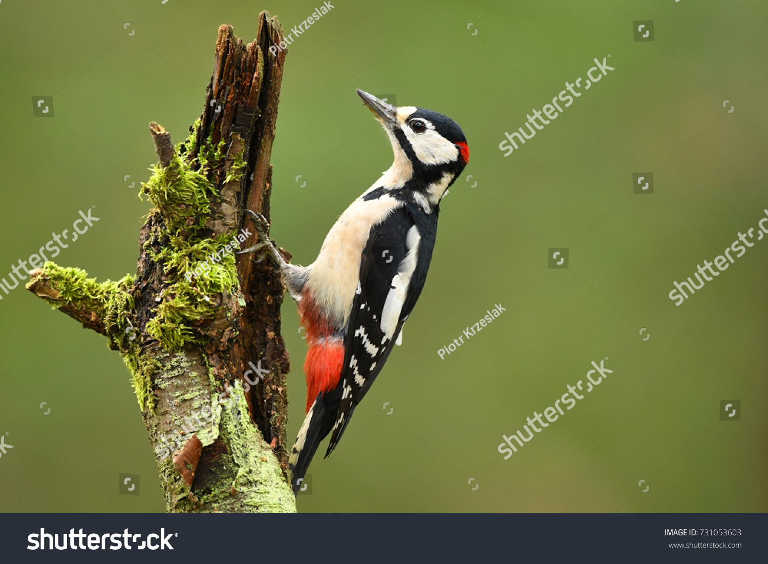 Great Spotted Woodpecker (Dendrocopos major) #731053603