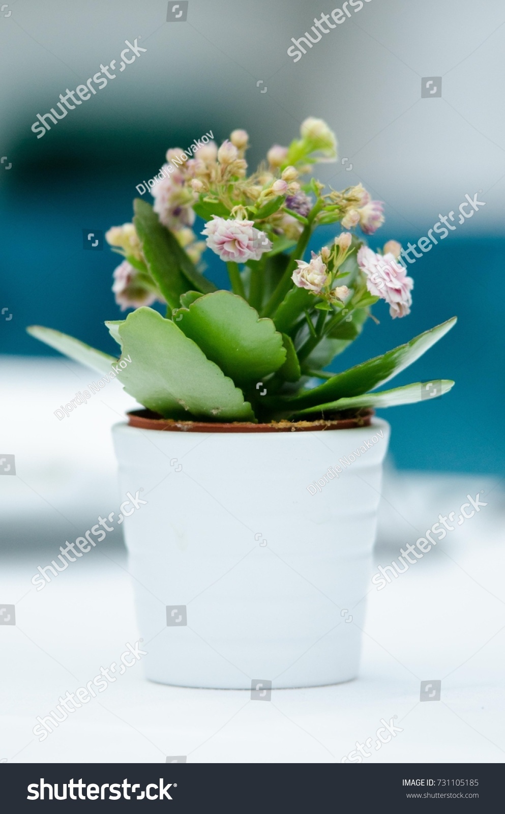 flower in pot #731105185