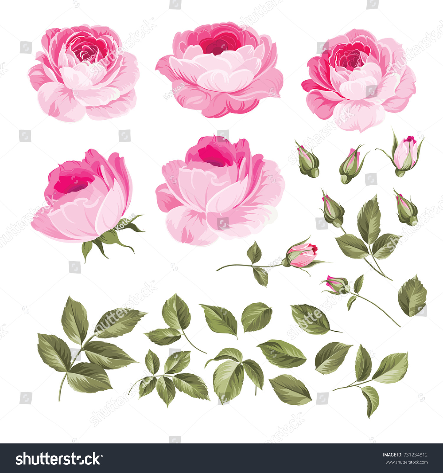 Vintage flowers set overwhite background. Wedding flowers bundle. Flower collection of watercolor detailed hand drawn roses. Vector illustration. #731234812