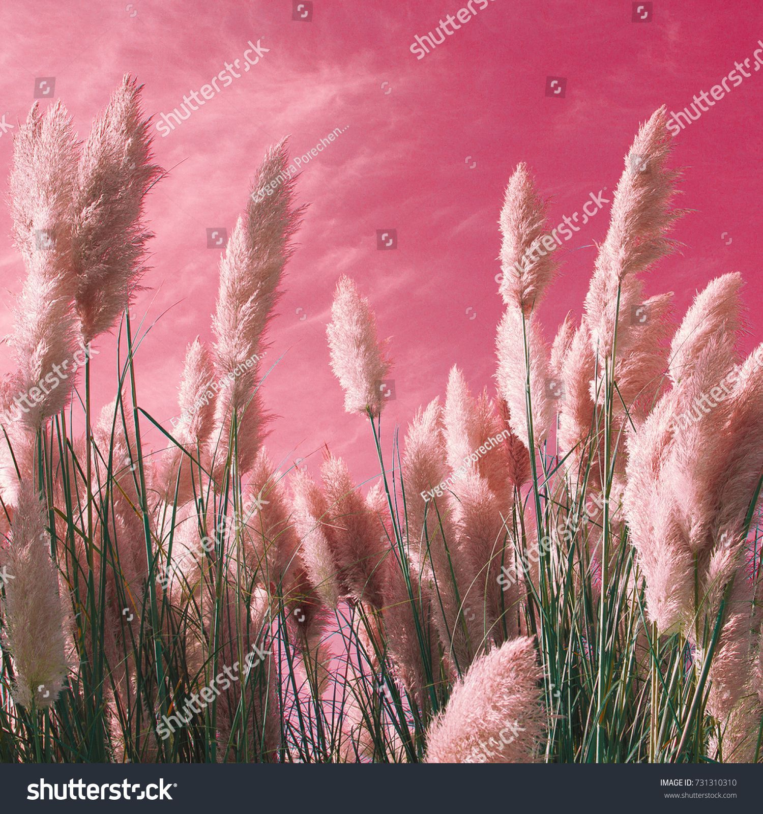 Rye on the pink sky Design color art minimal #731310310