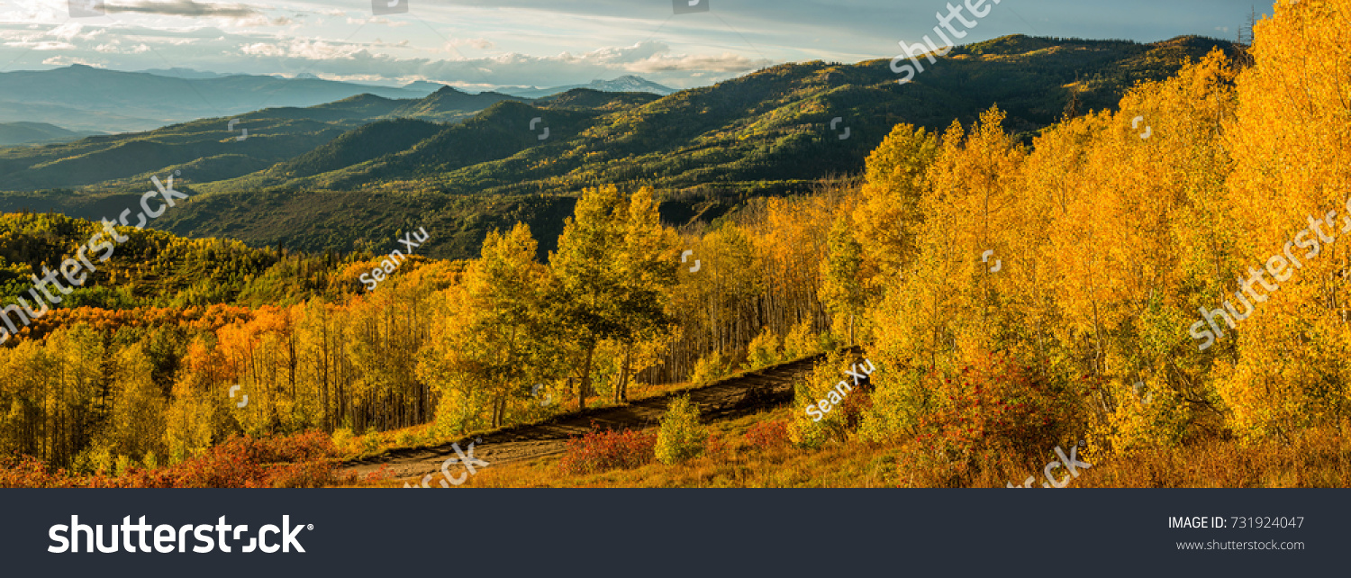 Sunset Golden Valley - A panoramic autumn sunset view of golden aspen grove in a mountain valley, Routt National Forest, Steamboat Springs, Colorado, USA. #731924047