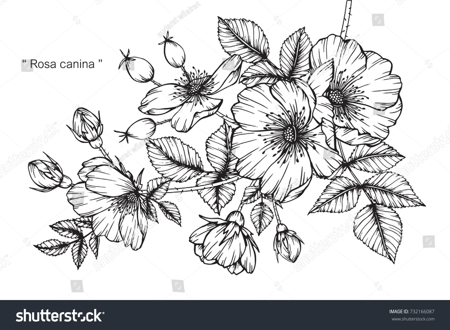 Hand drawing and sketch Rosa canina flower. Black and white with line art illustration. #732166087