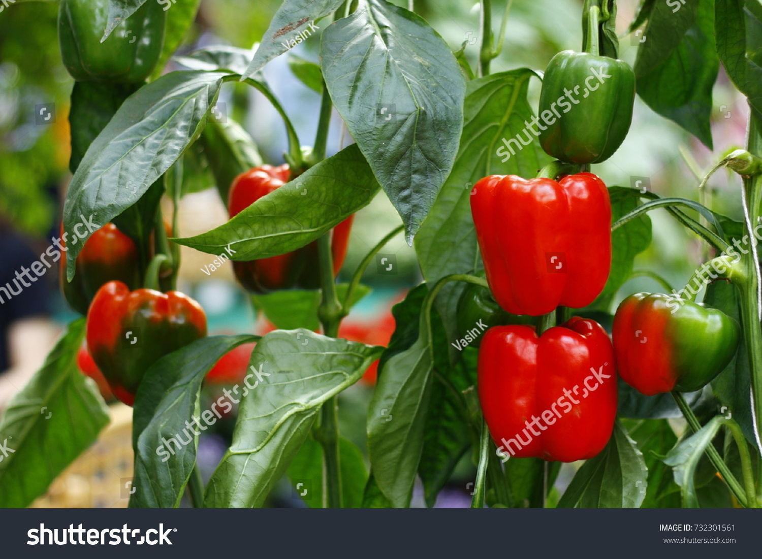bell pepper in the garden #732301561