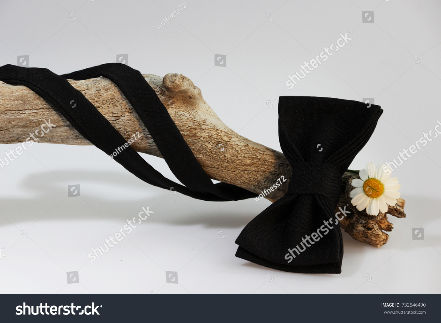 Composition: Extravagant black official classic bow tie, small chrysanthemum flower similar to chamomile and wooden stick curve on a white background. #732546490