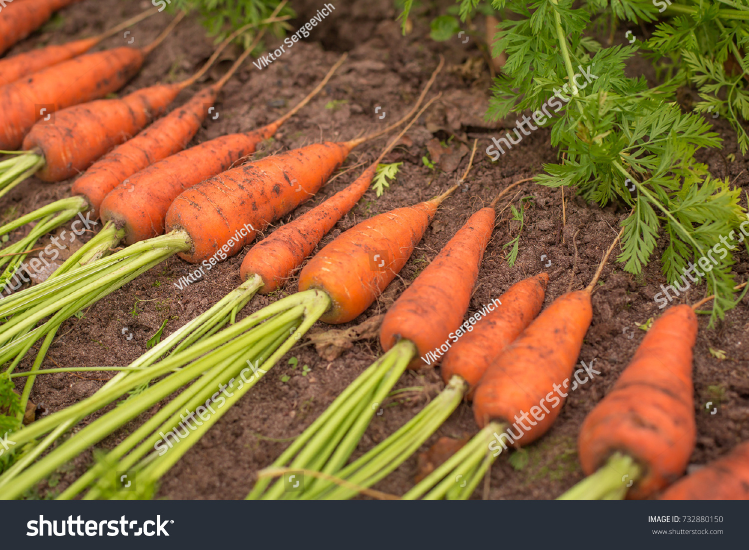 Harvest of fresh organic carrots #732880150