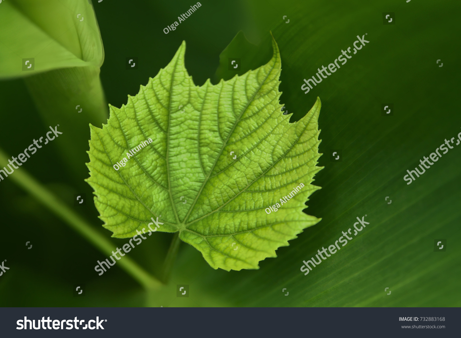 A green vine grape leaf close-up in a blurry foliage background #732883168