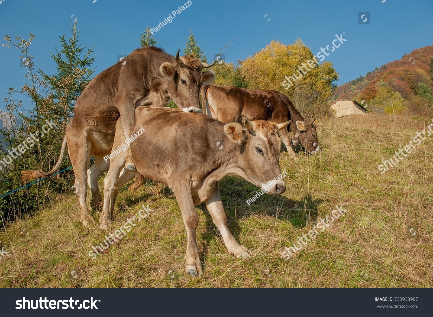 fertilization of alfalfa pasture cows #733933987