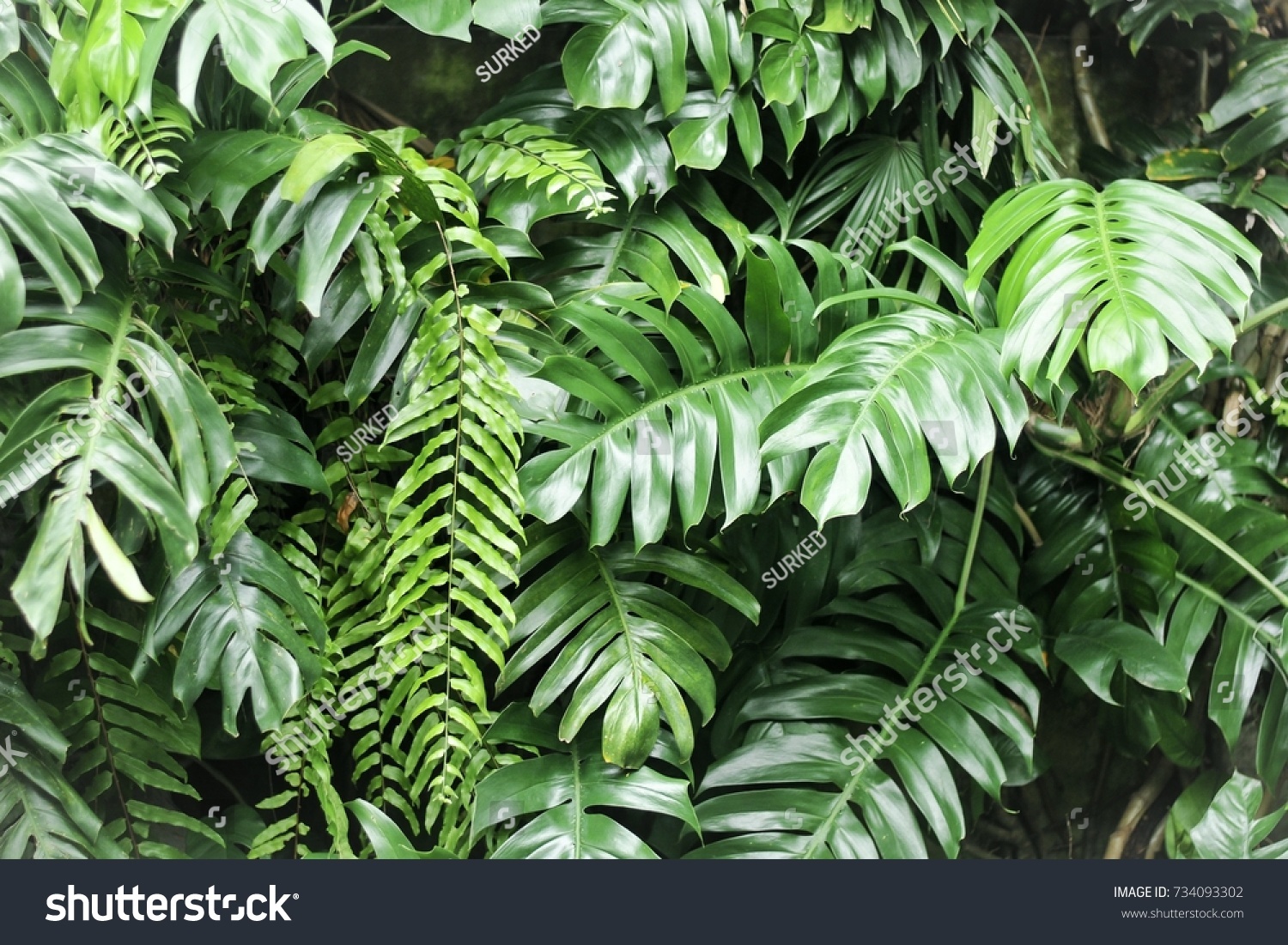 leaves in the tropical forest, Fresh green leaves background in the garden sunlight. Texture of green leaves, Fern leaf in Forest. Garden and Green wall.  #734093302