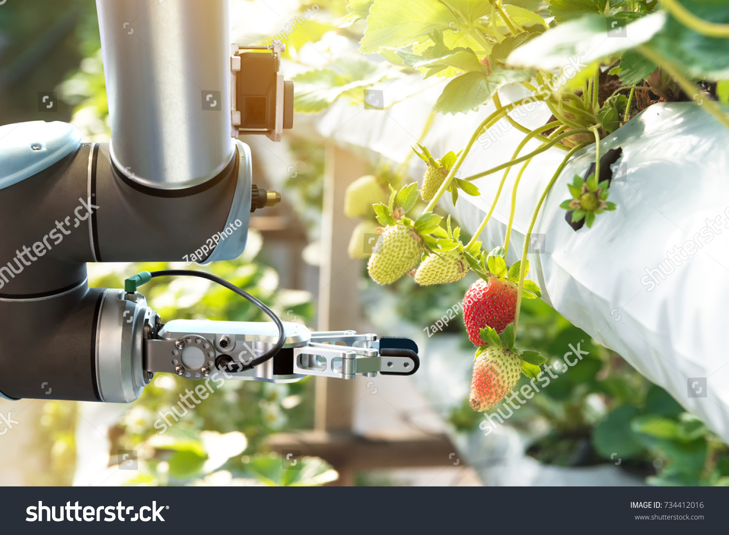 Agriculture technology , artificial intelligence concepts, Farmer use smart farm automation robot assistant image processing for detection weed ,spray chemical , replace worker and increase precision. #734412016