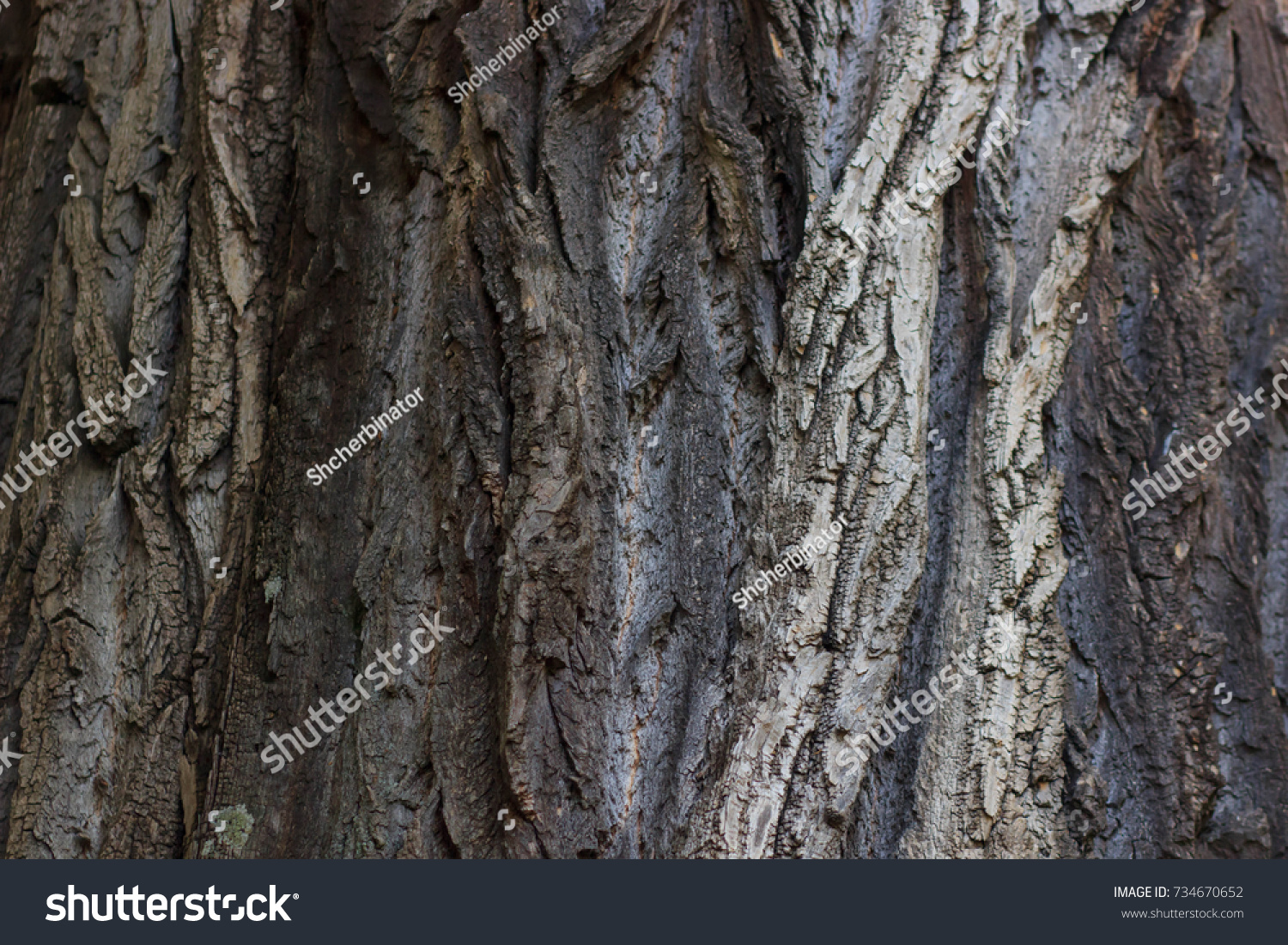 old Tree bark texture background #734670652