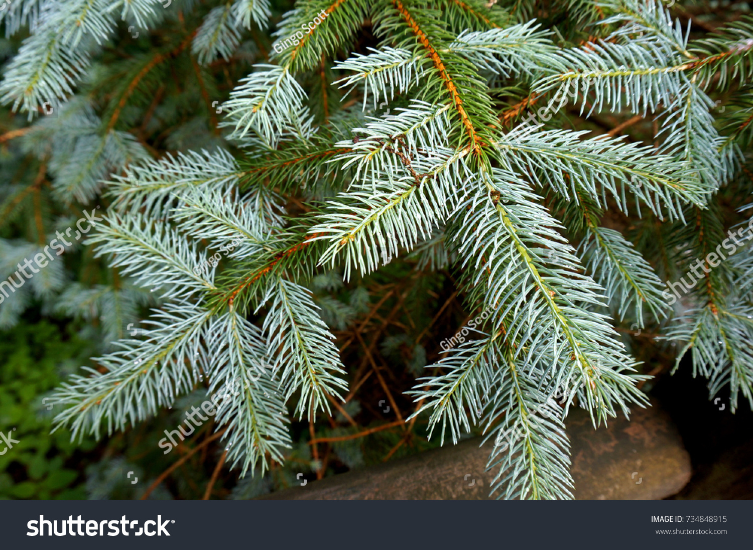 Close Up of a Pine Tree Branch at a Christmas Tree Farm #734848915