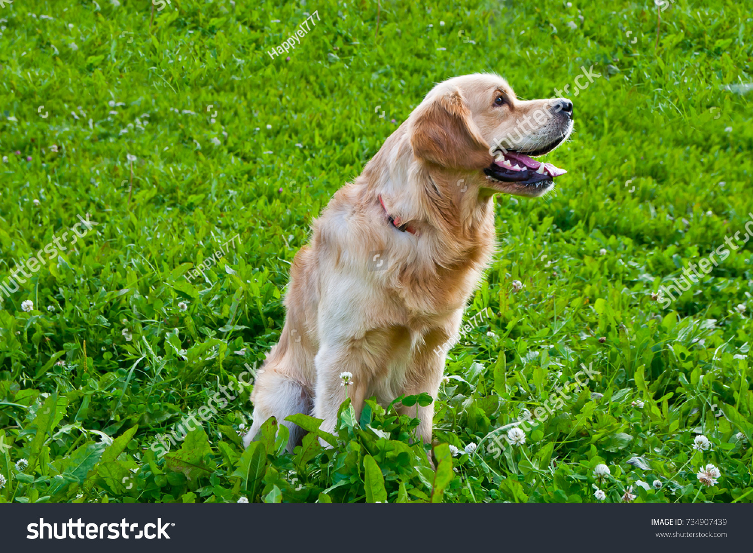 golden retriever playing on the summer lawn, funny playfull dog #734907439