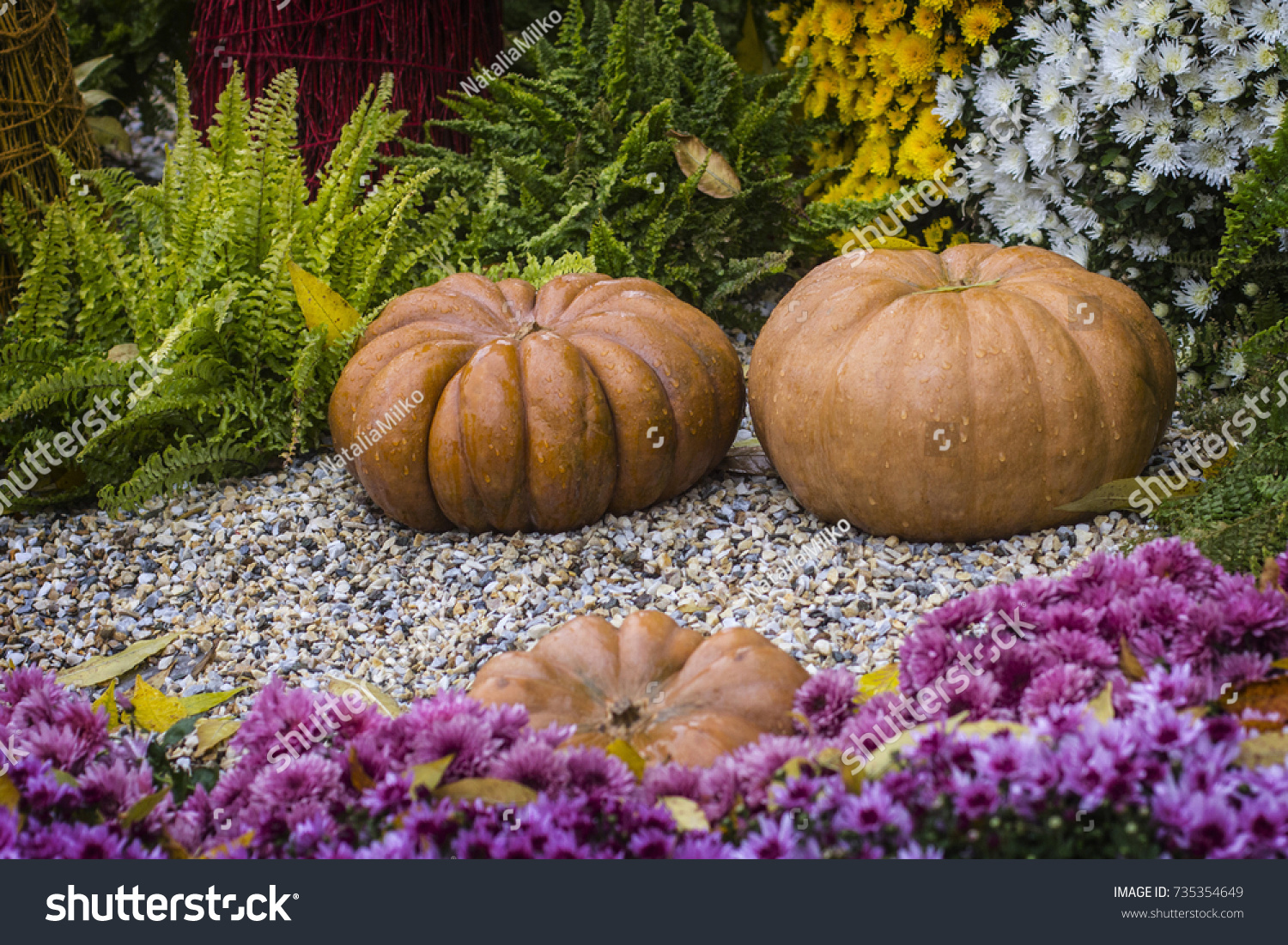 Autumn still life with chrysanthemums flowers, yellow leaves and orange ripe pumpkin. #735354649