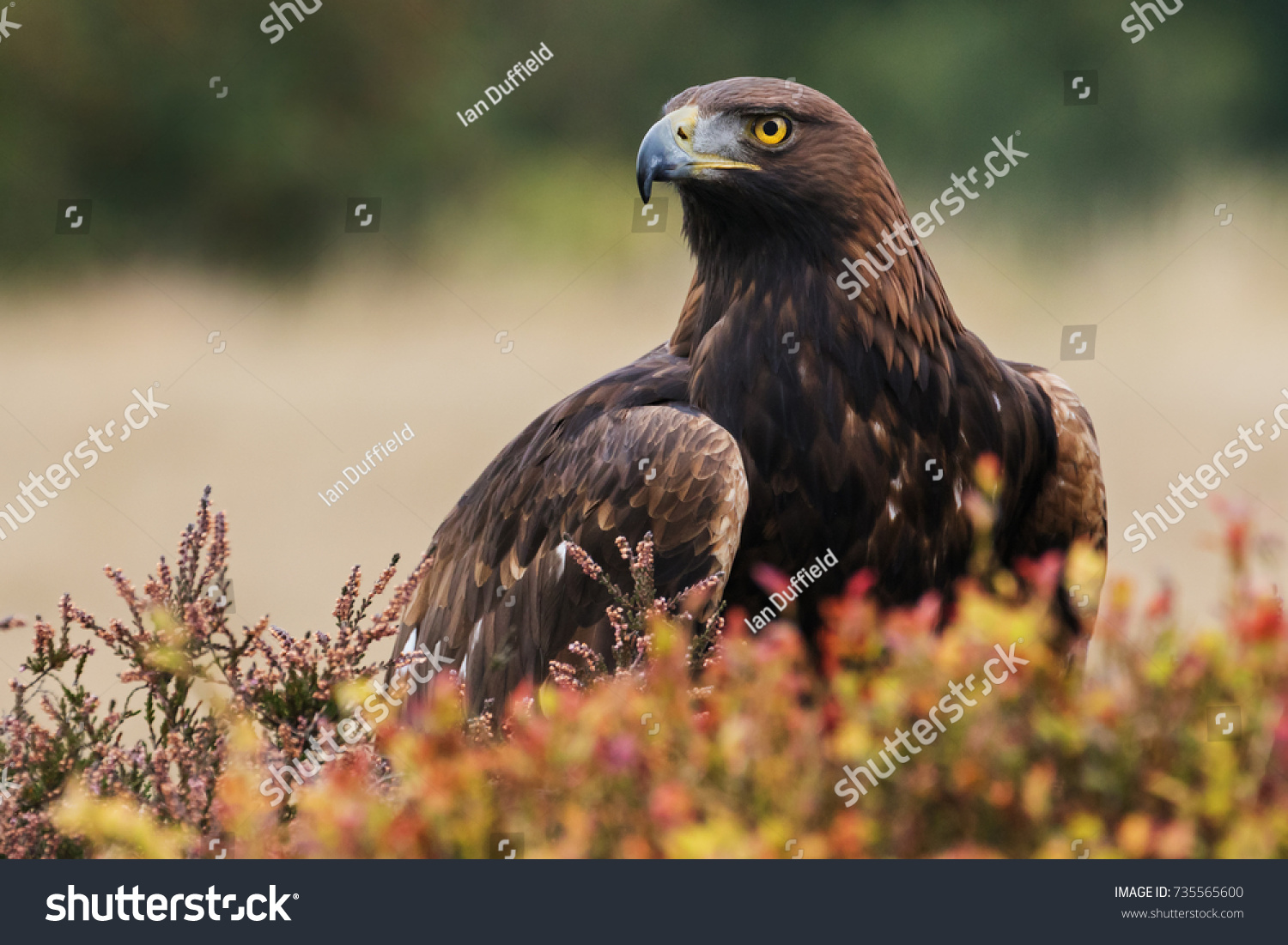 Golden eagle looking around. A majestic golden eagle takes in its surroundings from its spot amongst moorland vegetation. #735565600