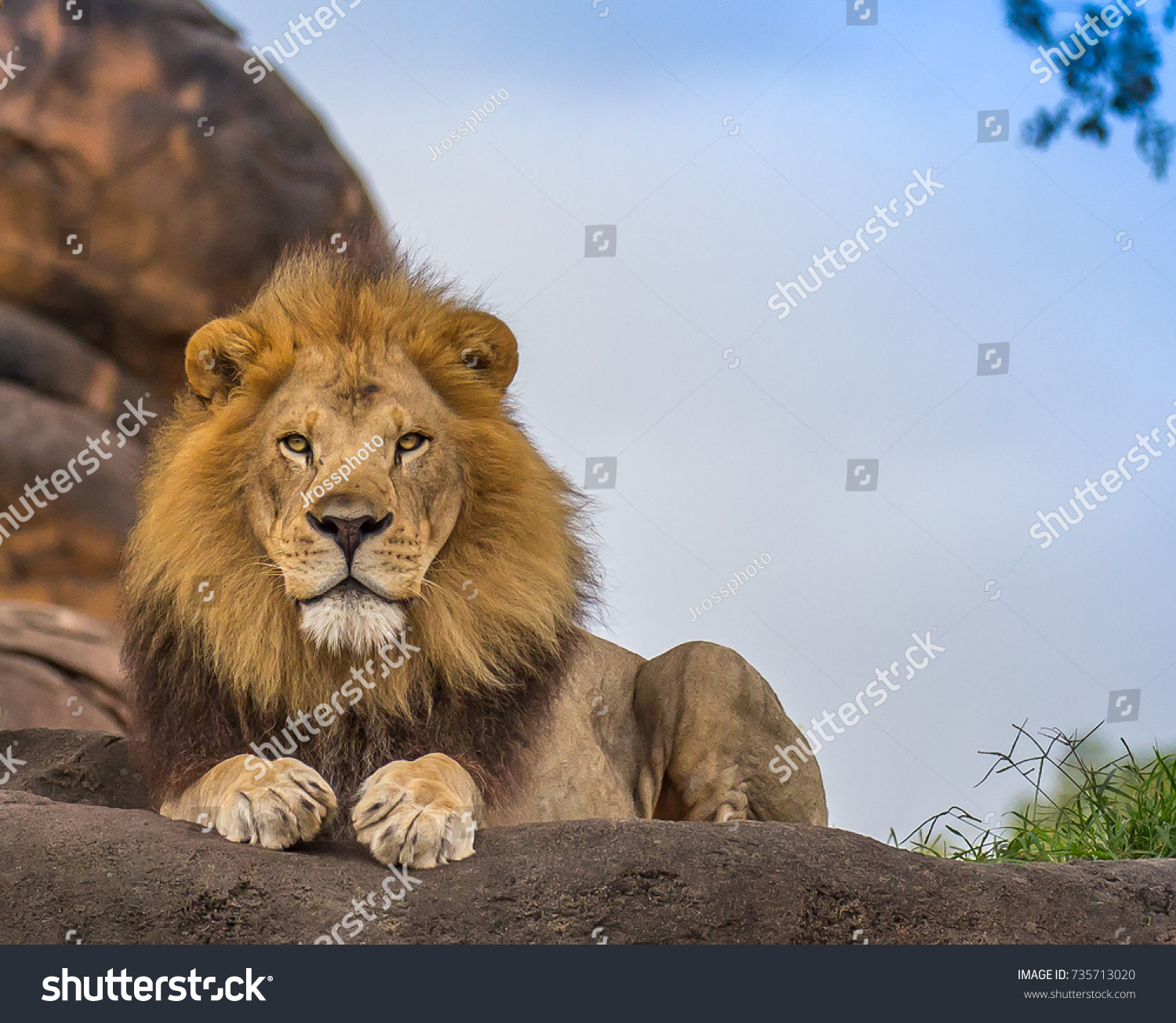 male lion #735713020