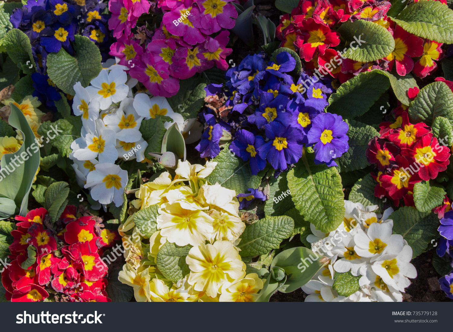 Blooming spring  flowers as a colorful background #735779128