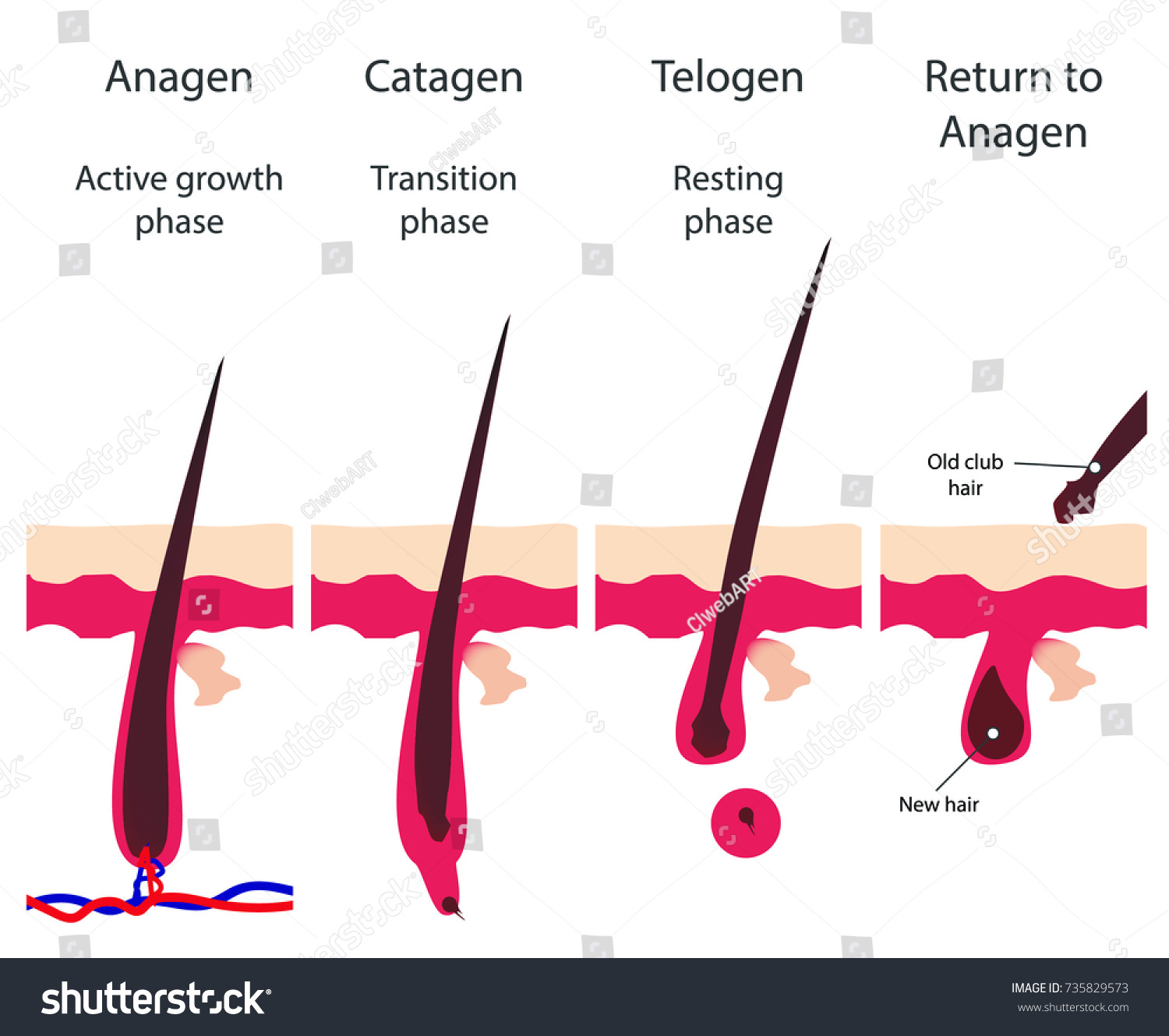 Hair growth cycle - Royalty Free Stock Vector 735829573 - Avopix.com