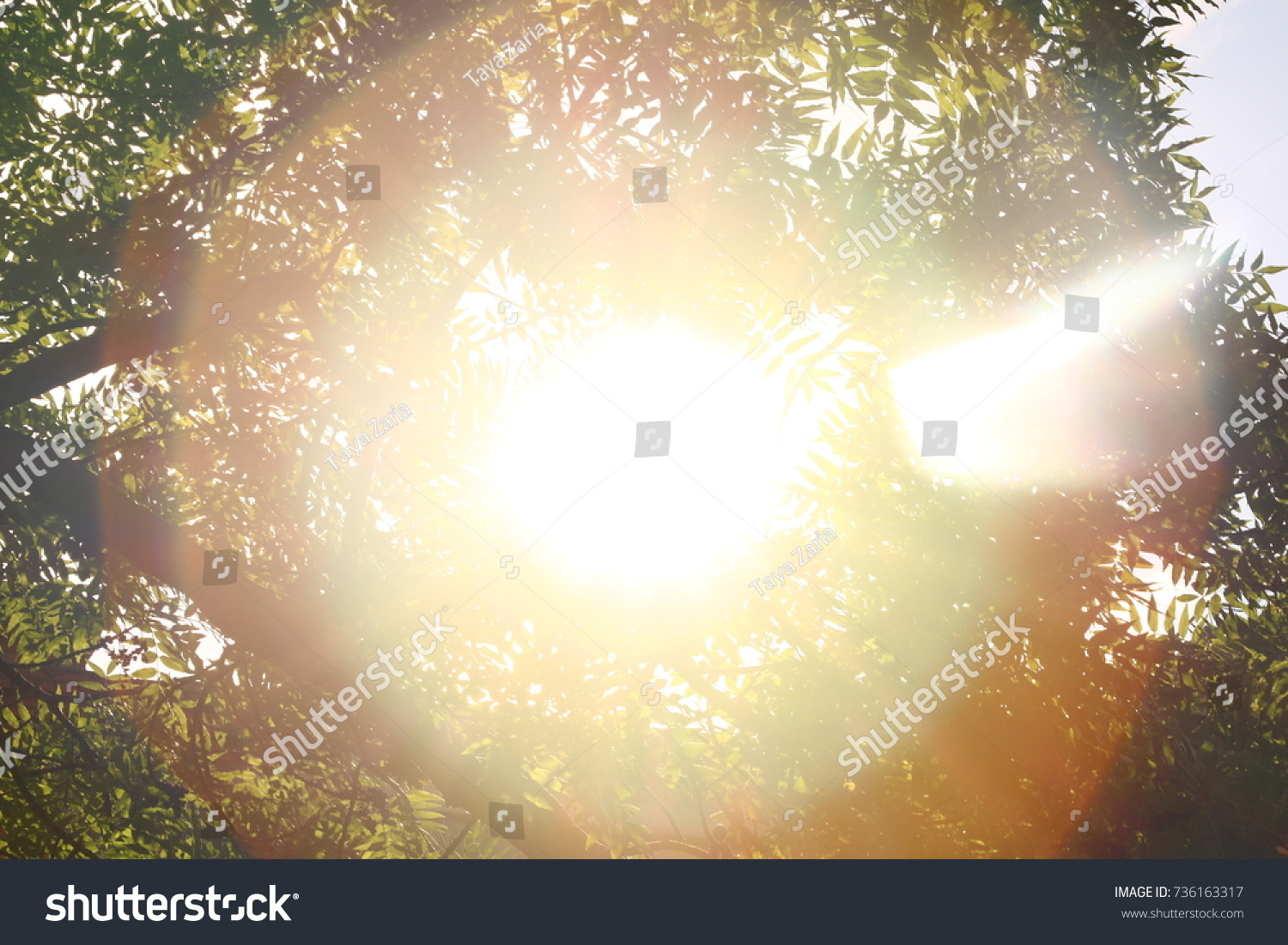 Sunshine. Sky. Bright sun in the sky. Sunlight circles. A solar circle, a bright solar flare, rays in green branches, rays in green trees. Sunset. Sun in the garden.  #736163317