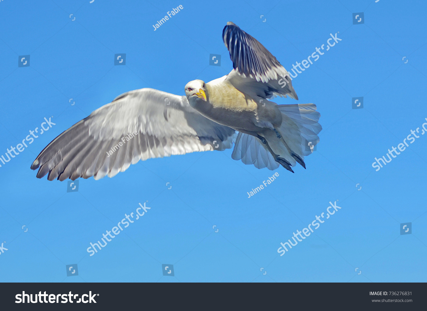 seagull flying #736276831