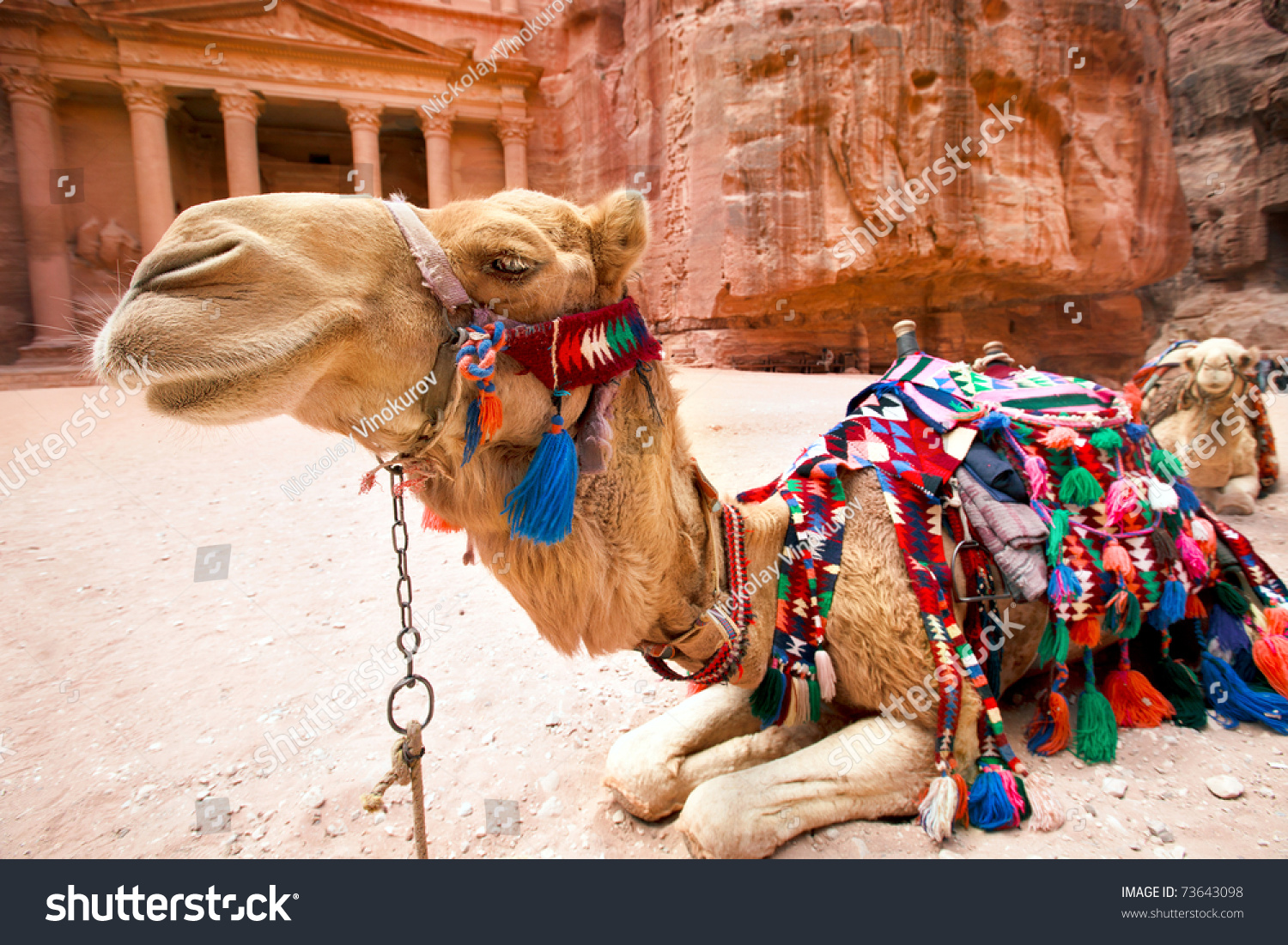 Bedouin camel rests near the treasury Al Khazneh carved into the rock at Petra,  Jordan #73643098
