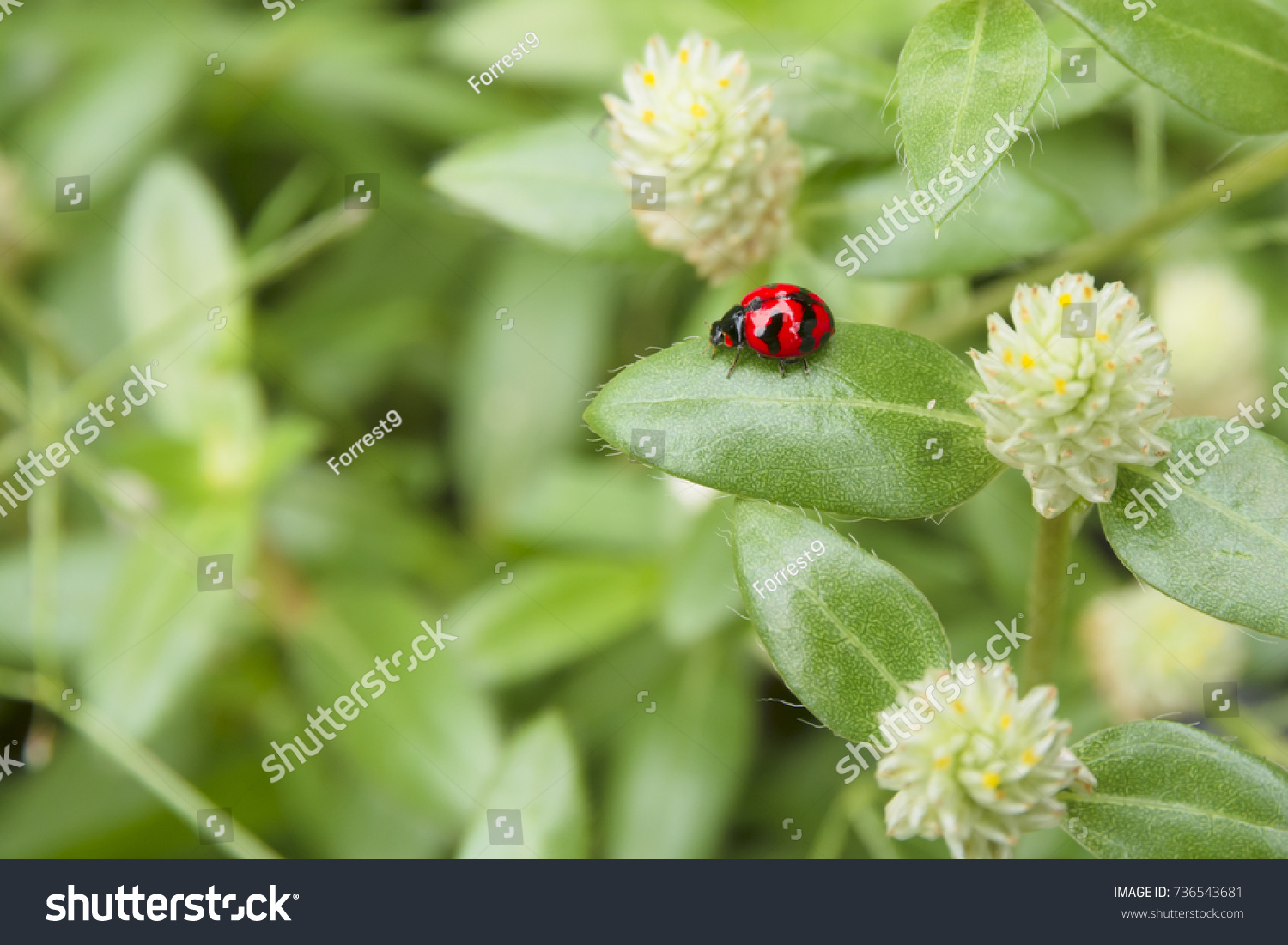 Red beetle (Ladybird beetles) on grass flower in the garden. #736543681