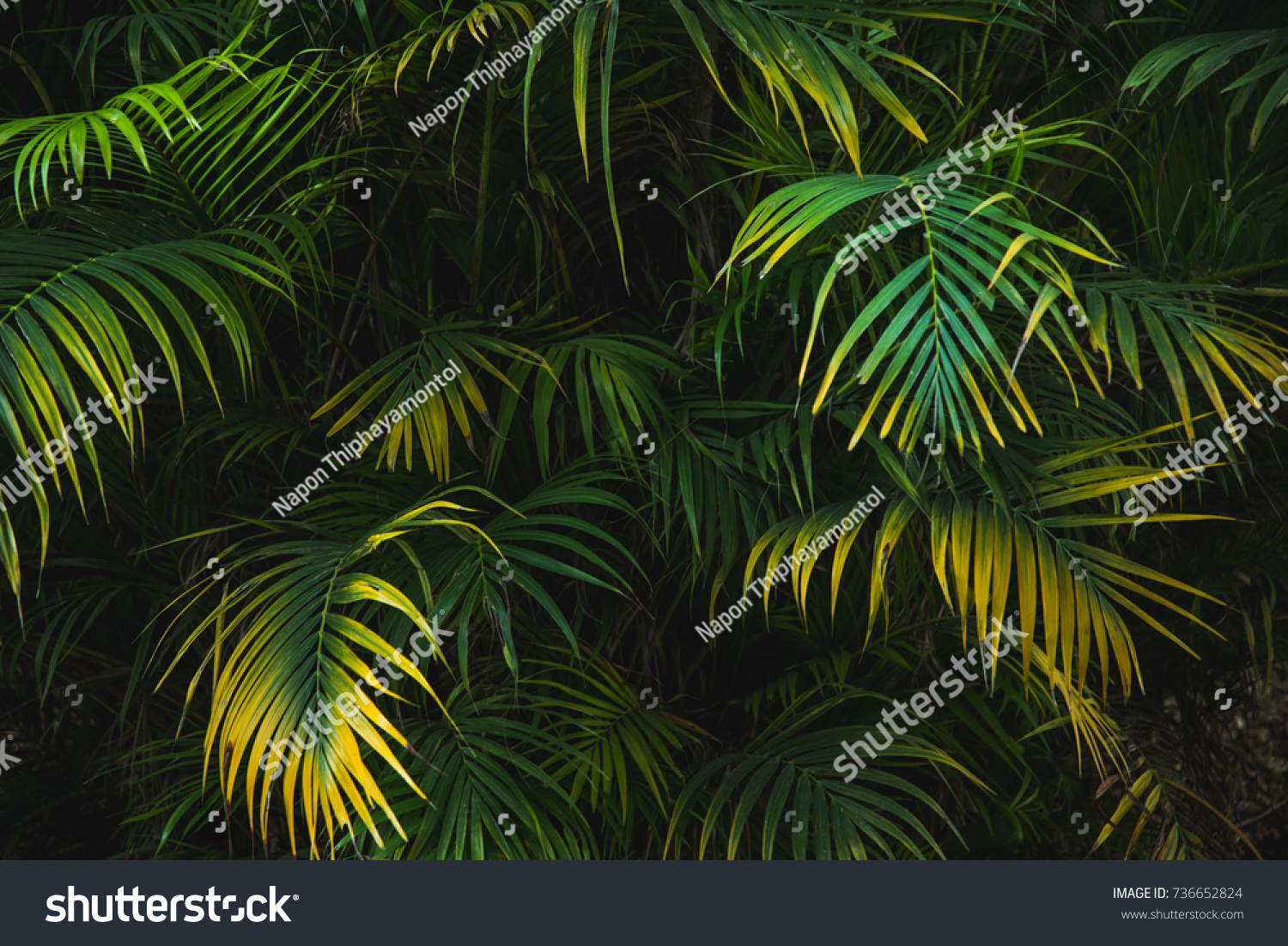 Palm leaf in dark forest background  #736652824
