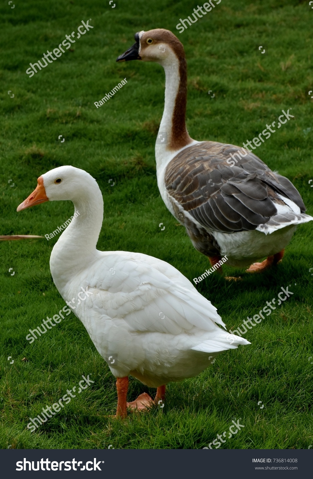 Pair of goose #736814008