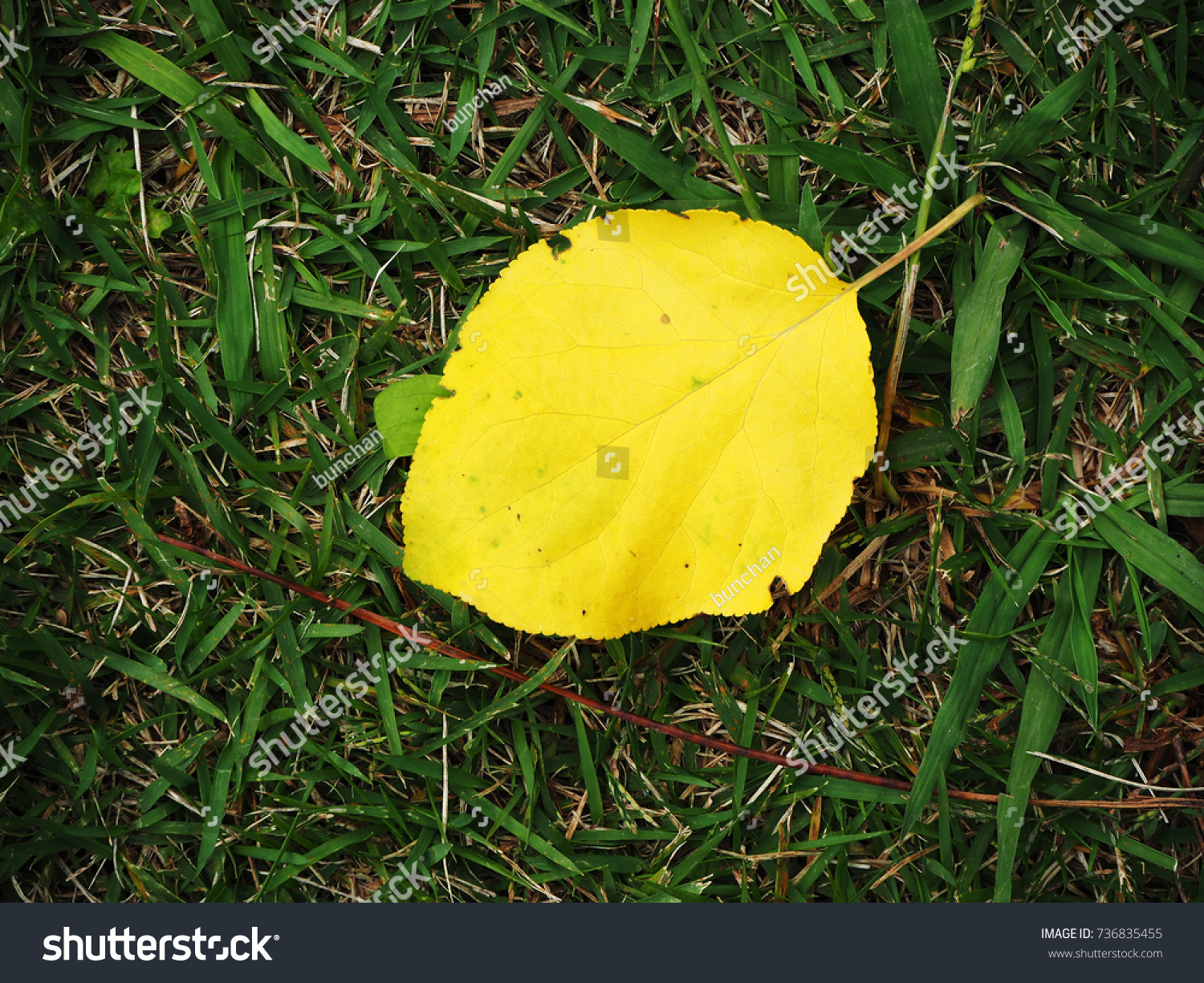 Fallen leaves #736835455