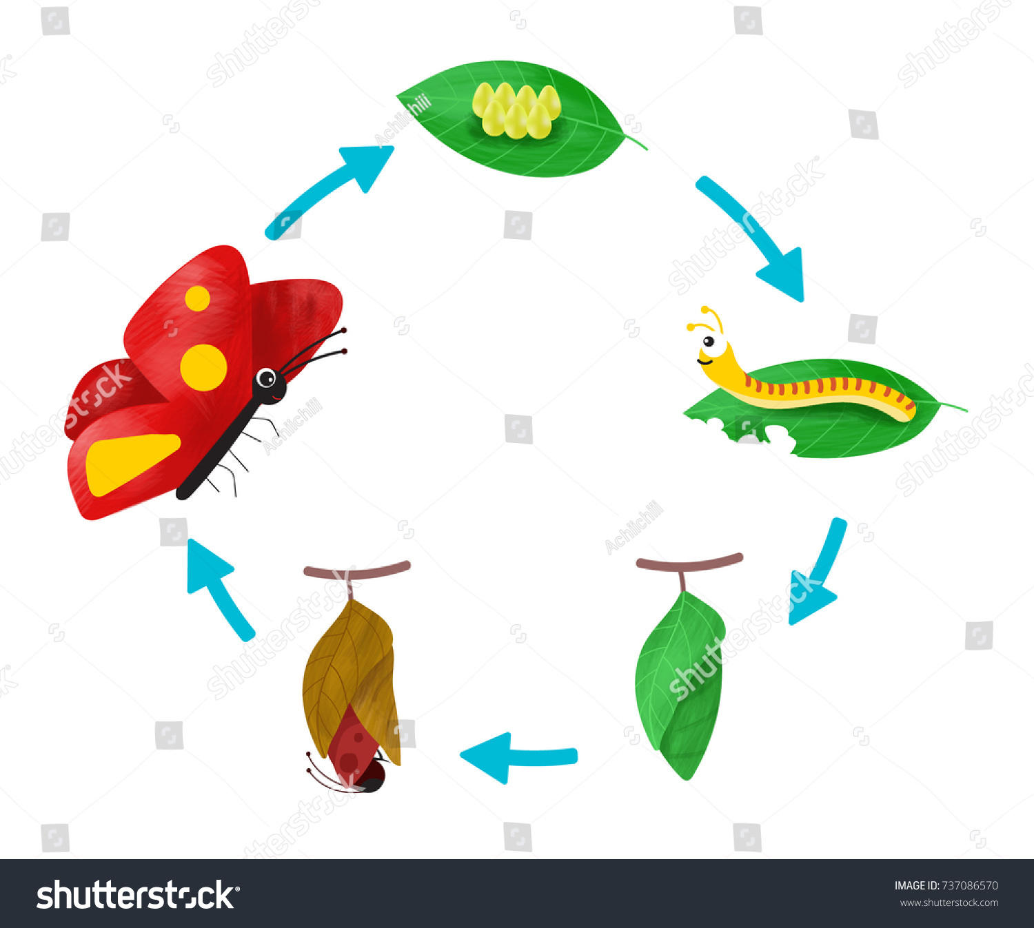 The Lifecycle of a Butterfly - Royalty Free Stock Vector 737086570 ...