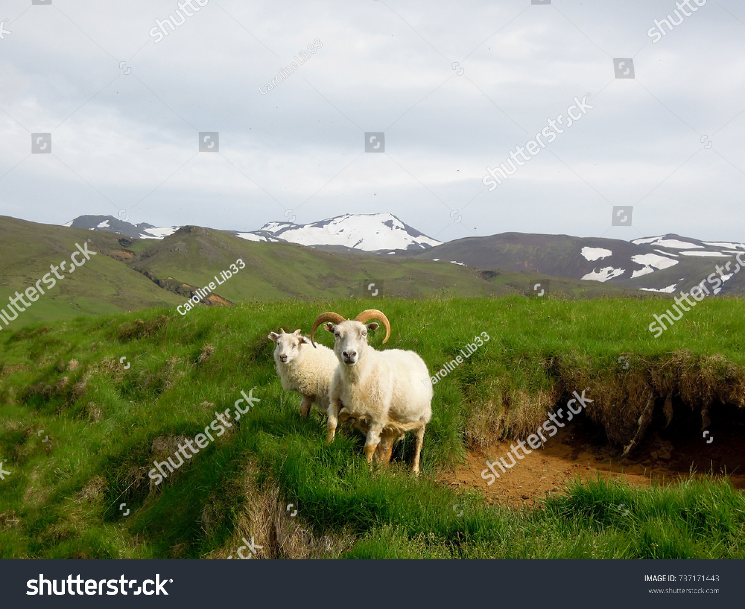Sheep in Iceland. #737171443