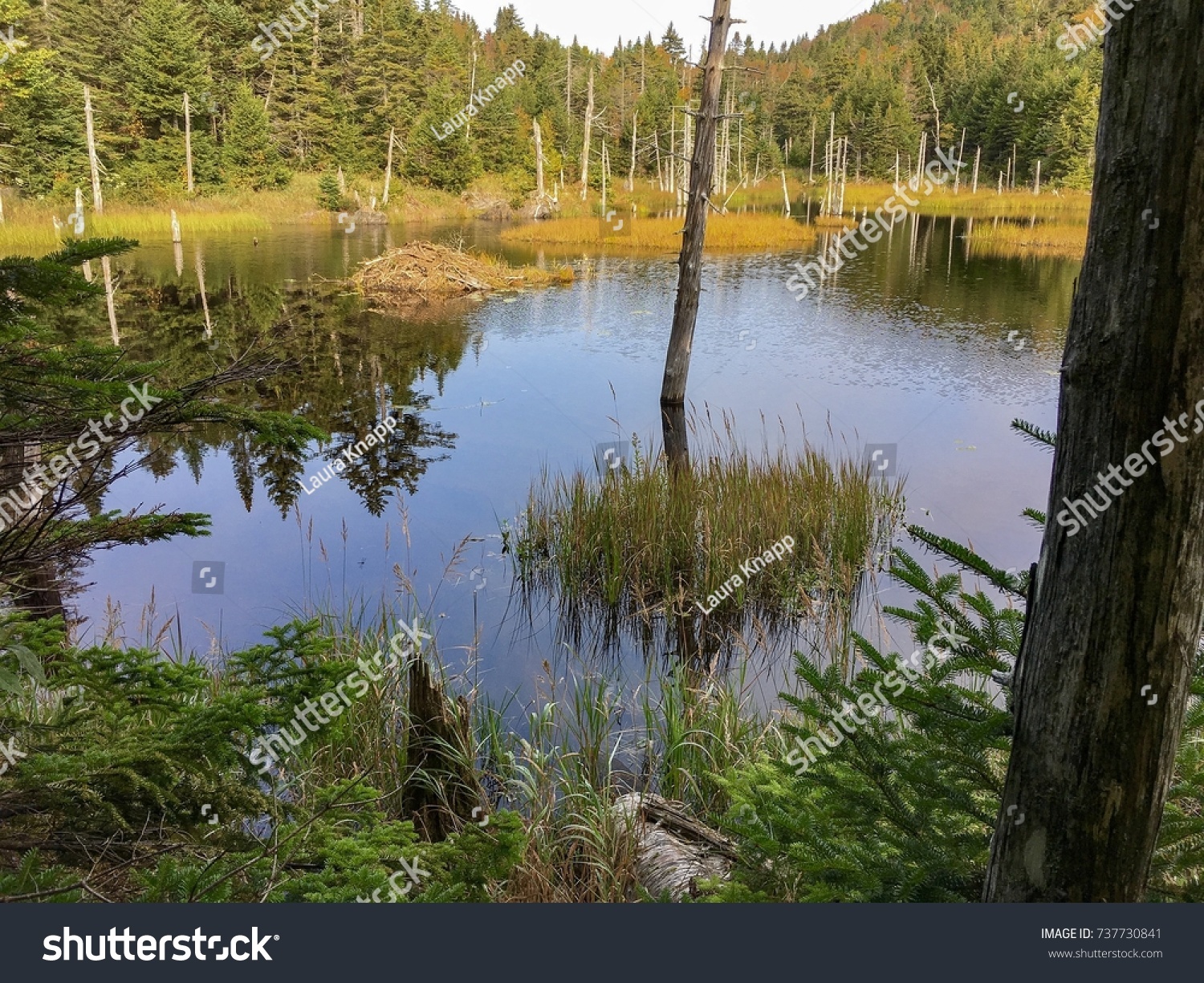 A Beaver Pond High Up In The Green Stock Photo 737730841 - 