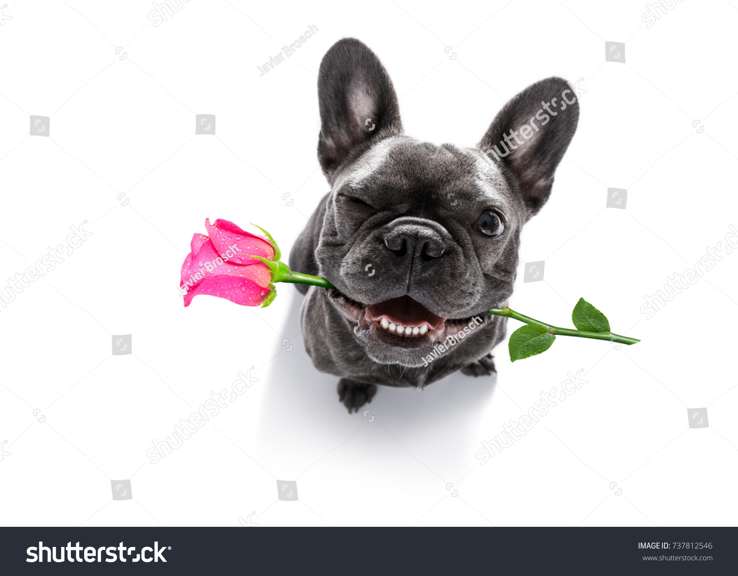 funny french bulldog dog,in love,looking up  to owner with pink rose in mouth  for valentines day ,  isolated on white background, one eye closed #737812546