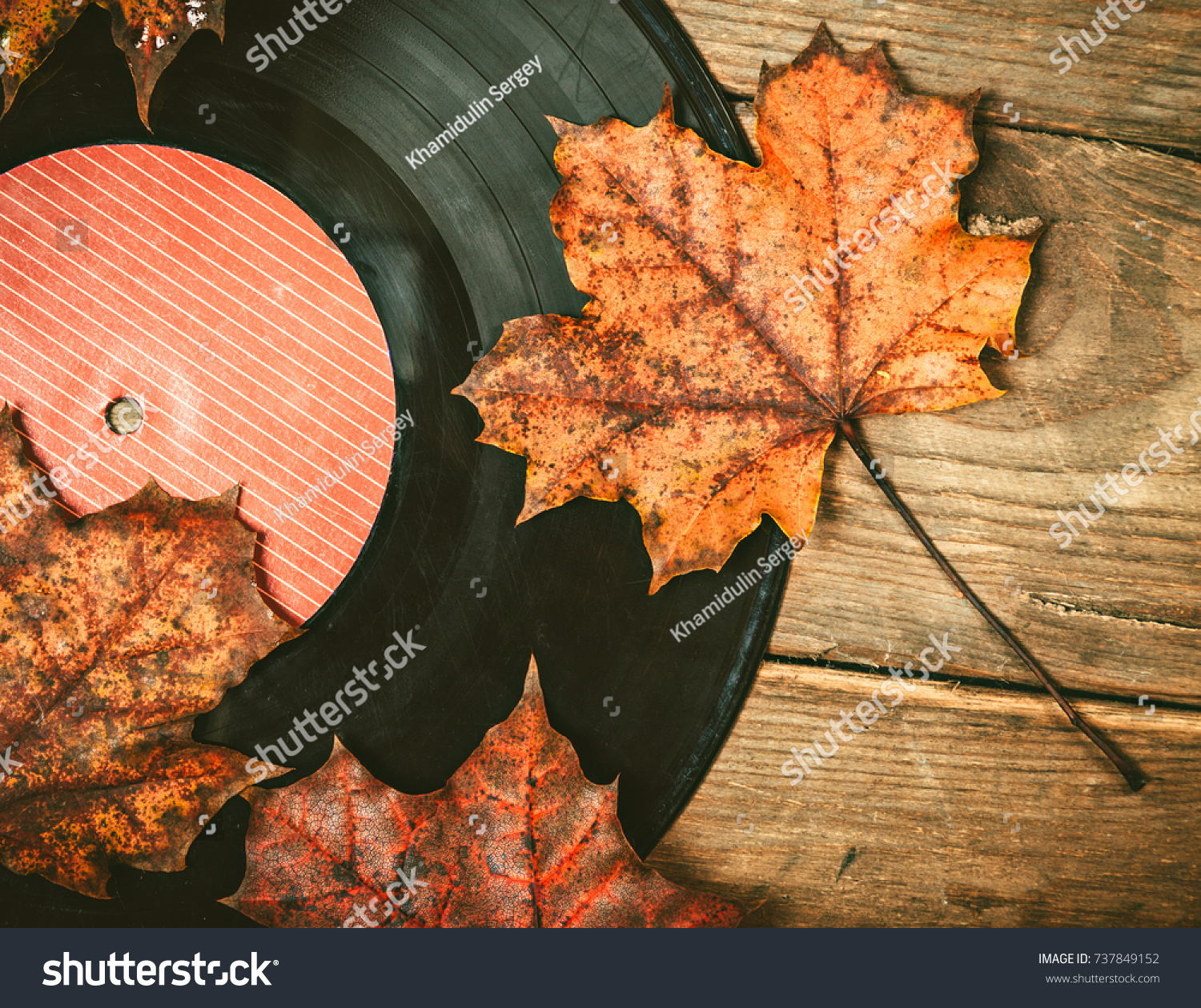 Gramplastine on fallen autumn foliage. #737849152