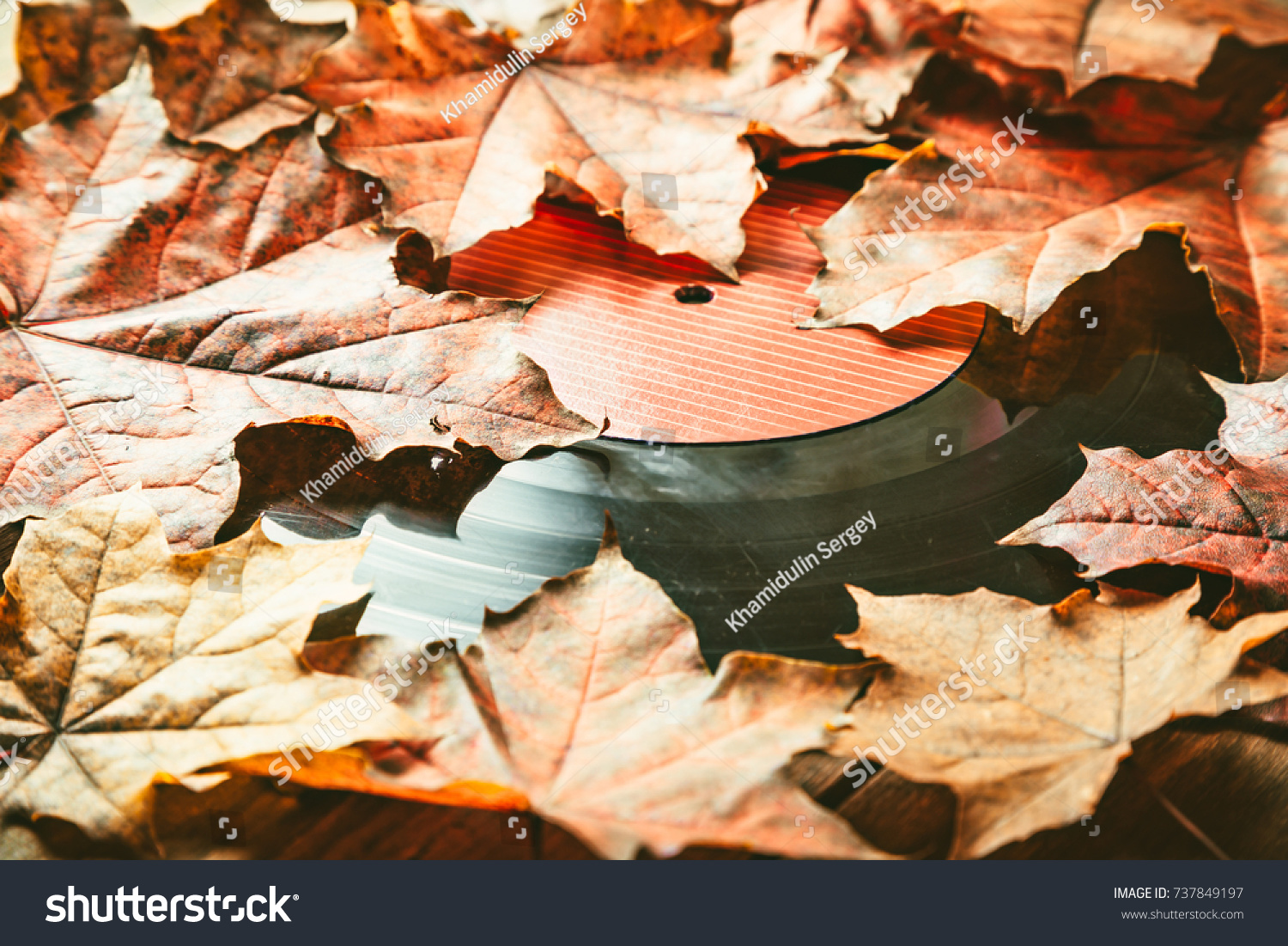 Gramplastine on fallen autumn foliage. #737849197