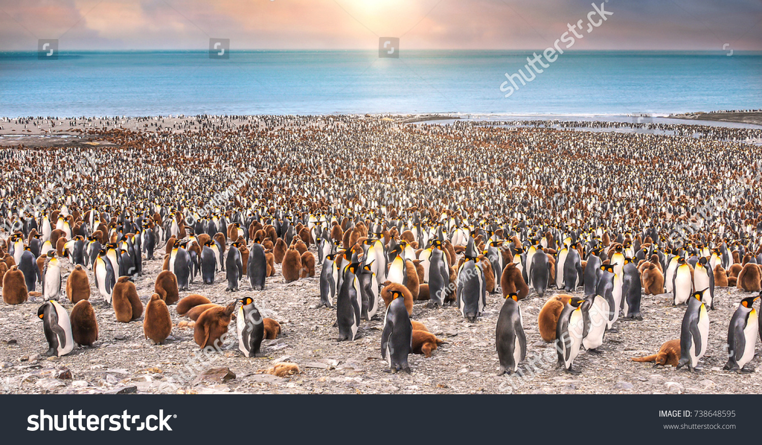 Wide view of large colony of adult and juvenile king penguins on the beach at St. Andrew's Bay, South Georgia Island, during breeding season. Sunlight and bokeh. #738648595