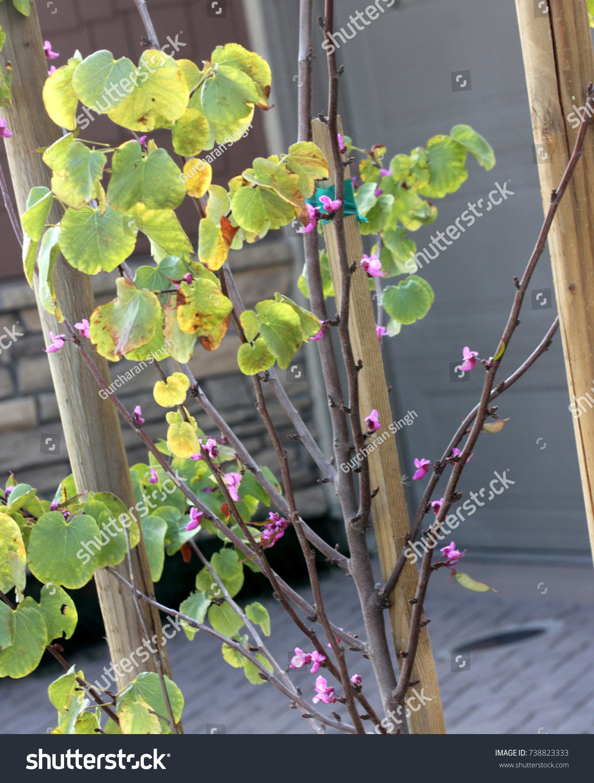 Western redbud California redbud Cercis occidentalis.Small deciduous tree. American native with rounded or notched small leaves and purple flowers in nearly sessile clusters, pods flattened. #738823333