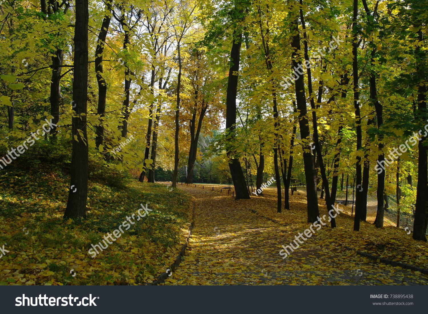 Forest landscape. Road in the park, autumn, trees, yellow leaves. Sunny day. #738895438
