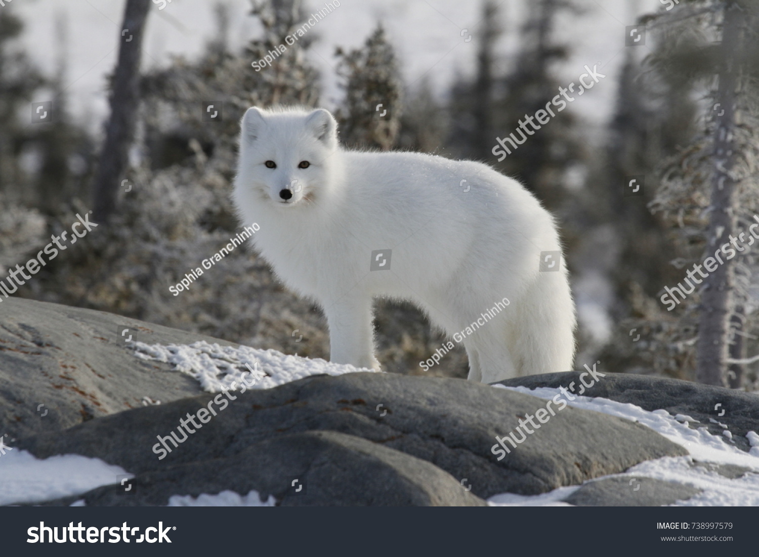 Arctic fox (Vulpes Lagopus) in white winter coat staring off while standing on a large rock with trees in the background, Churchill Manitoba #738997579