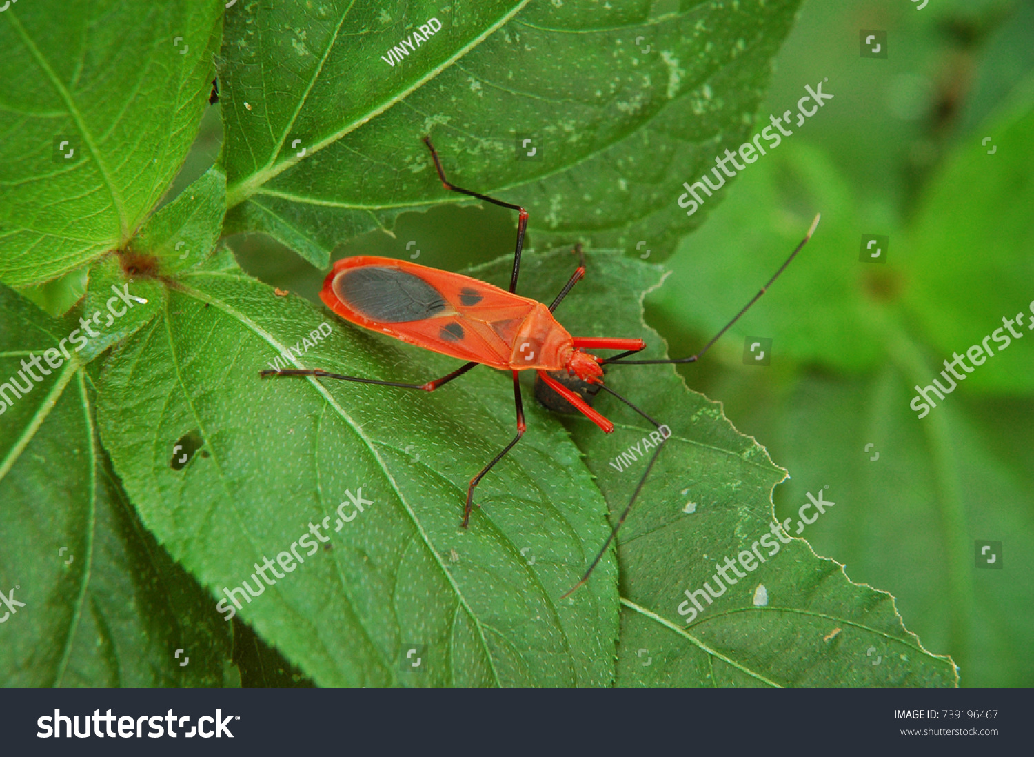 Red insect on leaves #739196467