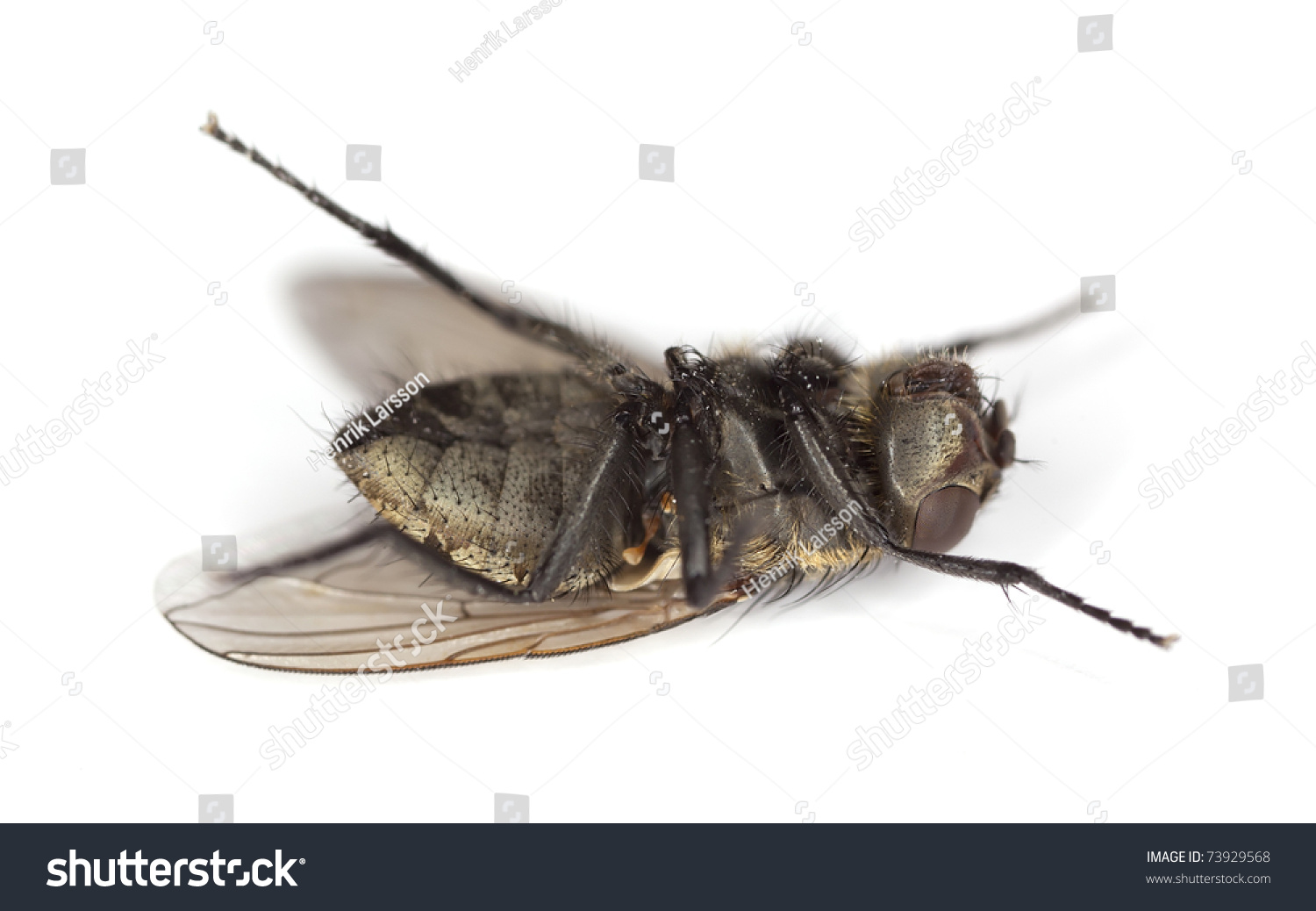 Extreme close-up of dead House fly isolated on white background #73929568