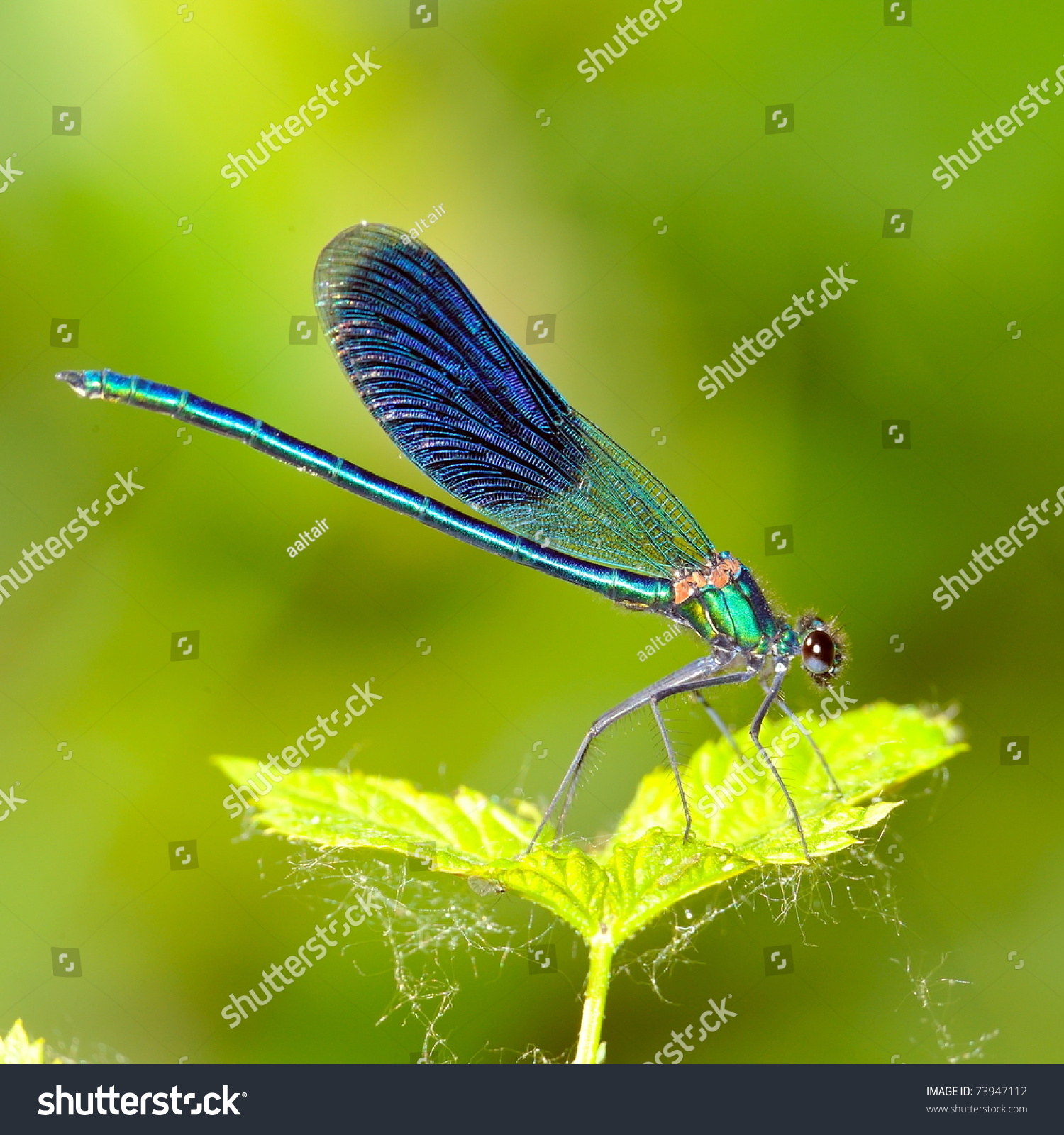 dragonfly outdoor (coleopteres splendens) #73947112