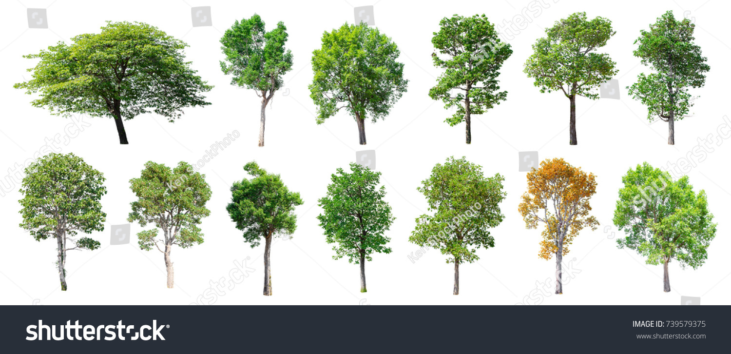 Collection of Isolated Trees on white background , A beautiful trees from Thailand , Suitable for use in architectural design , Decoration work , Used with natural articles both on print and website. #739579375