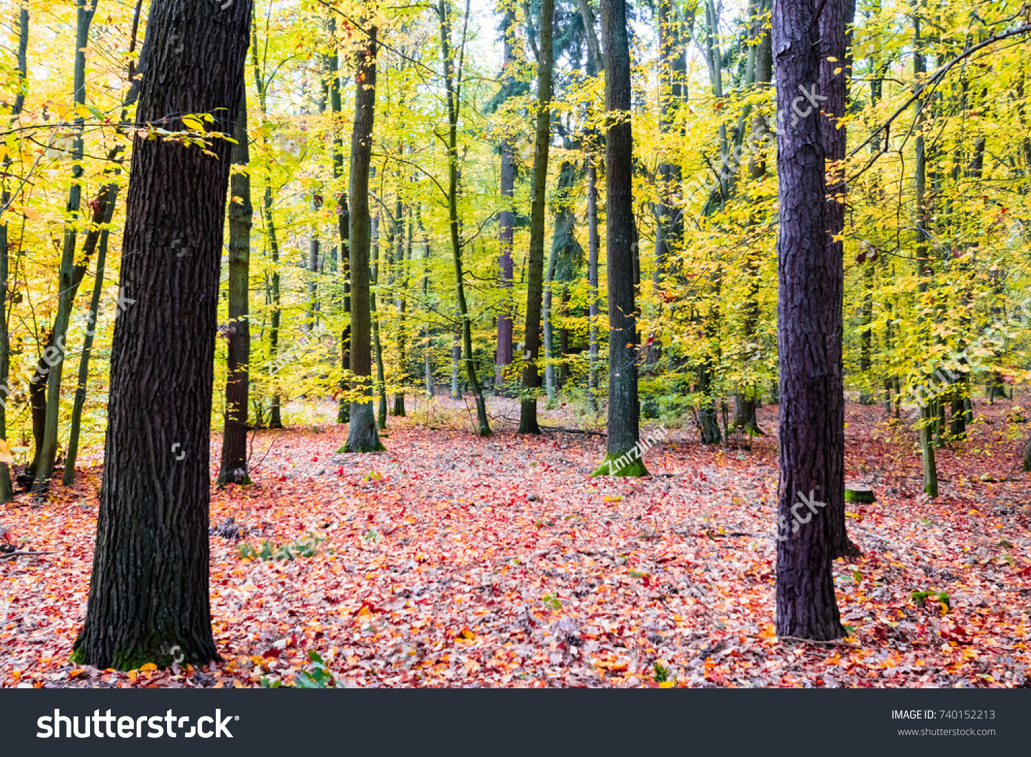Beautiful forest in autumn, many vibrant colors around, leaves on the ground, big trees. Wide angle shot. #740152213
