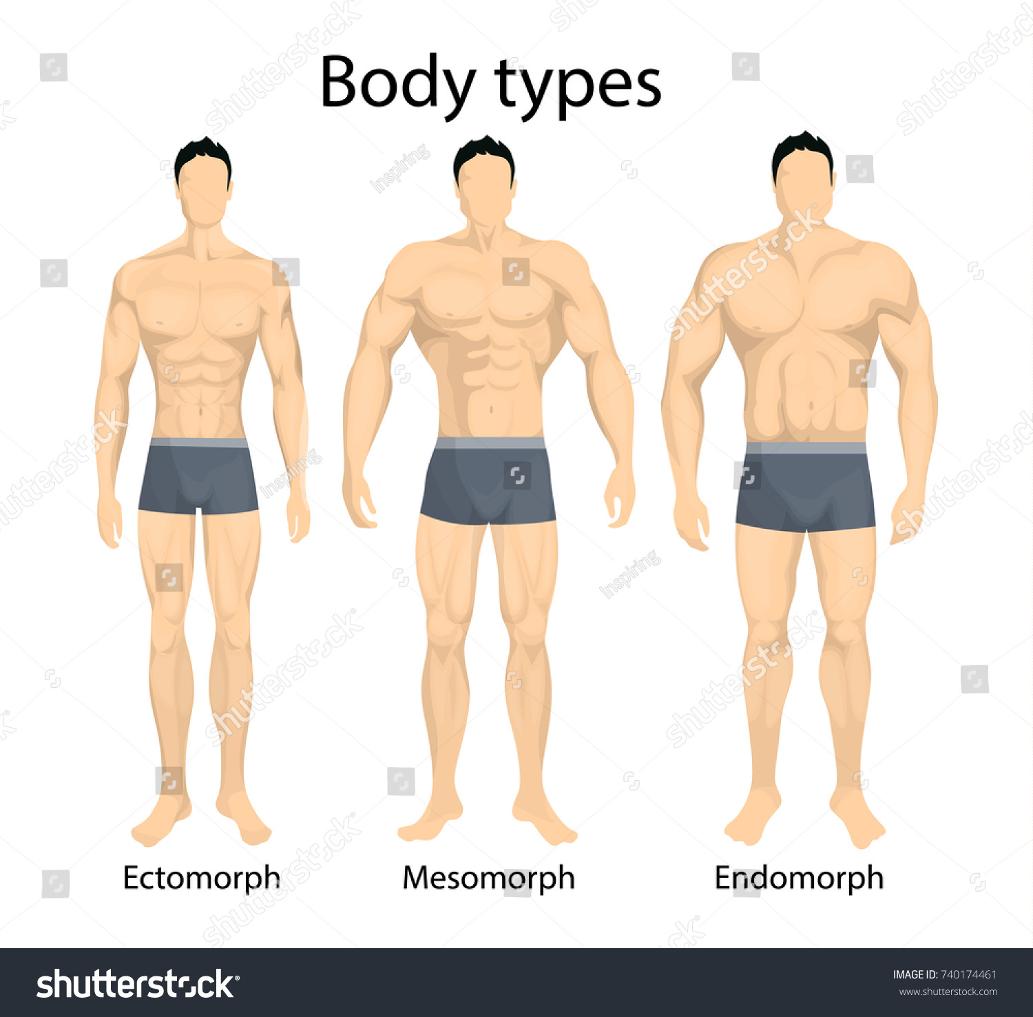 Male Body Types. Ectomorph, Mesomorph And - Royalty Free Stock Vector ...