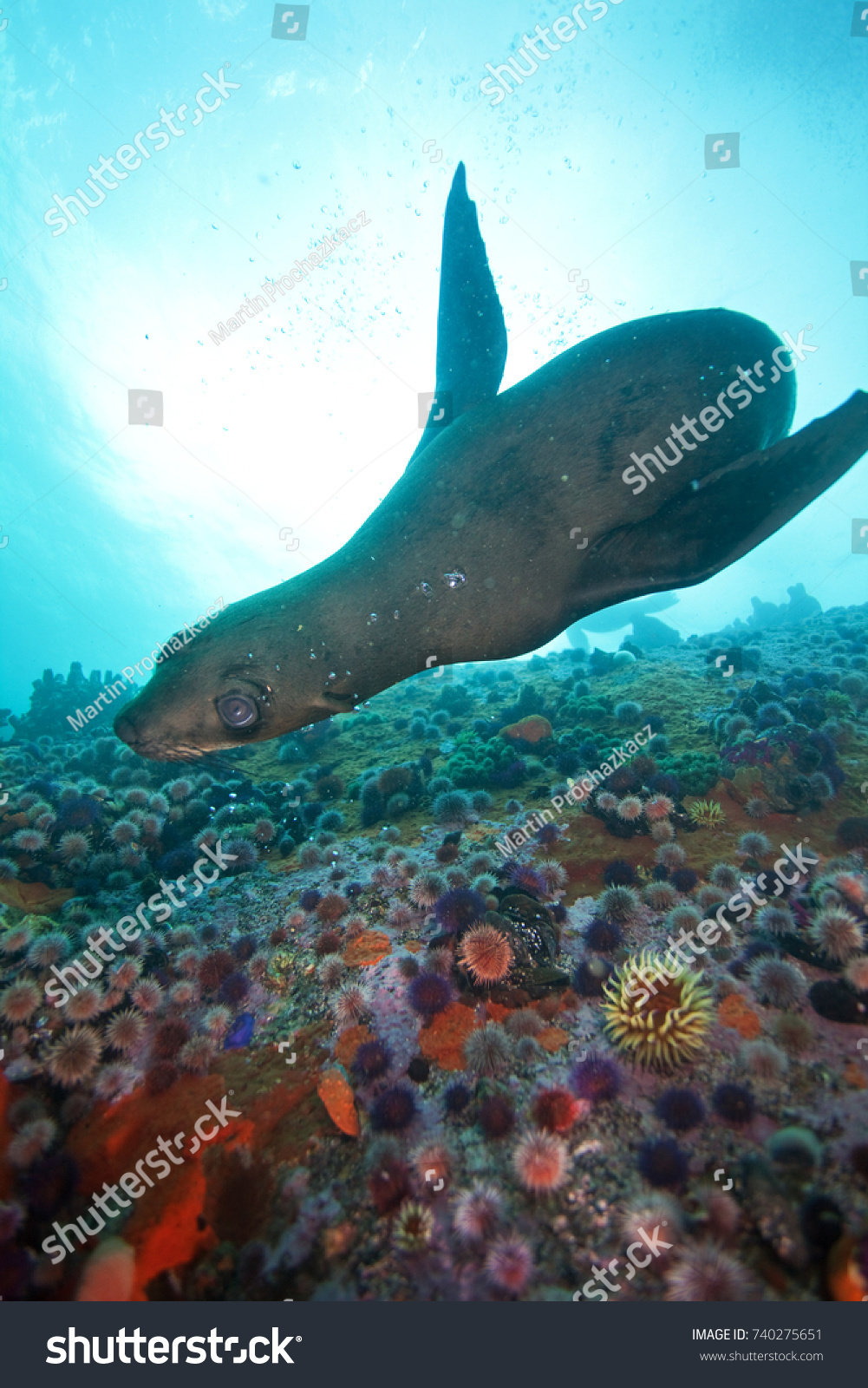 brown fur seal, arctocephalus pusillus, South Africa #740275651