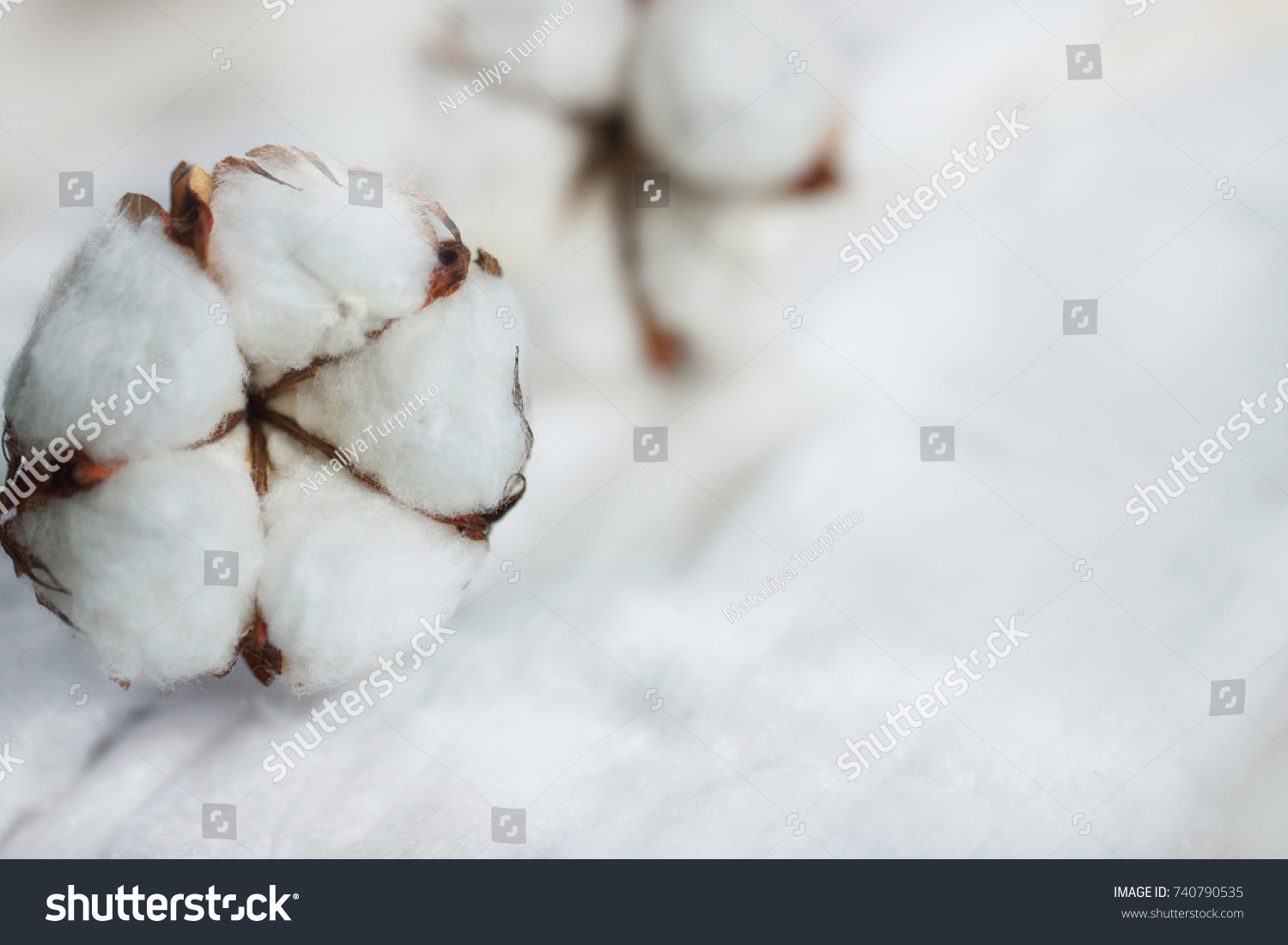 Delicate white flowers of cotton on a wooden Board. Beautiful natural background. #740790535