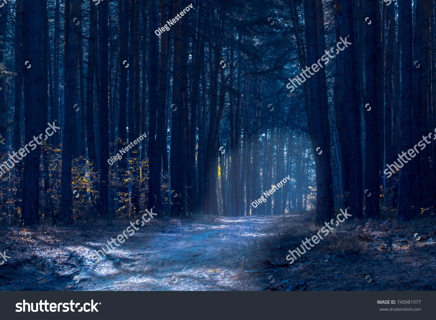bright path along the tall pines in a dark and mysterious forest is very exciting #740981977