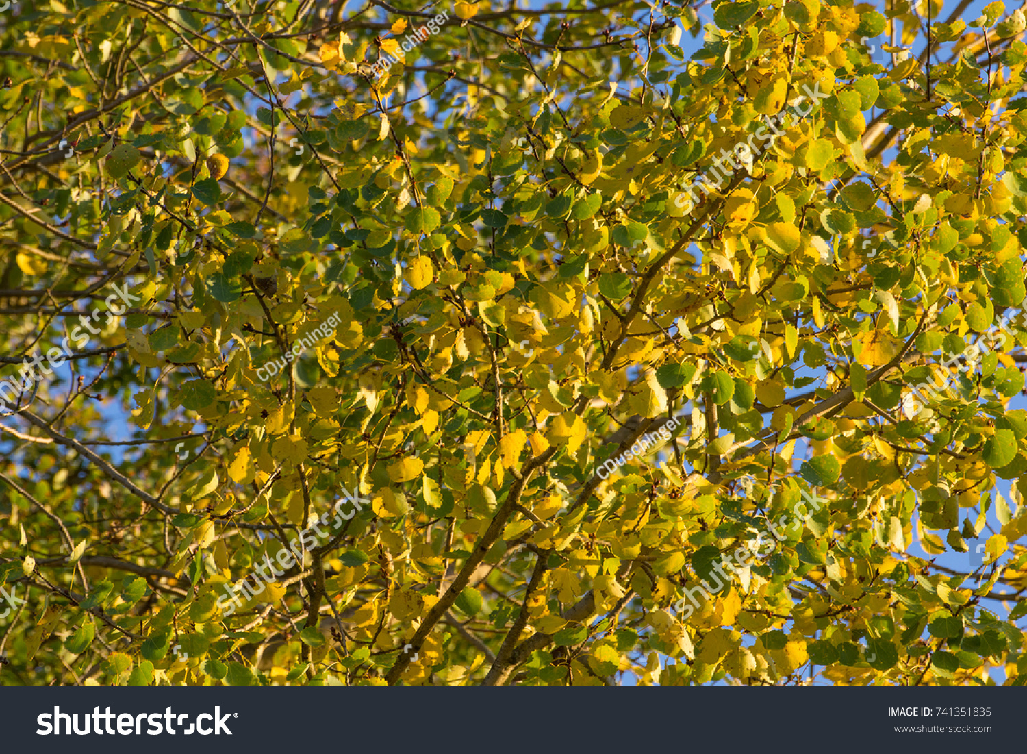 foilage background in autumn, yellow and green #741351835